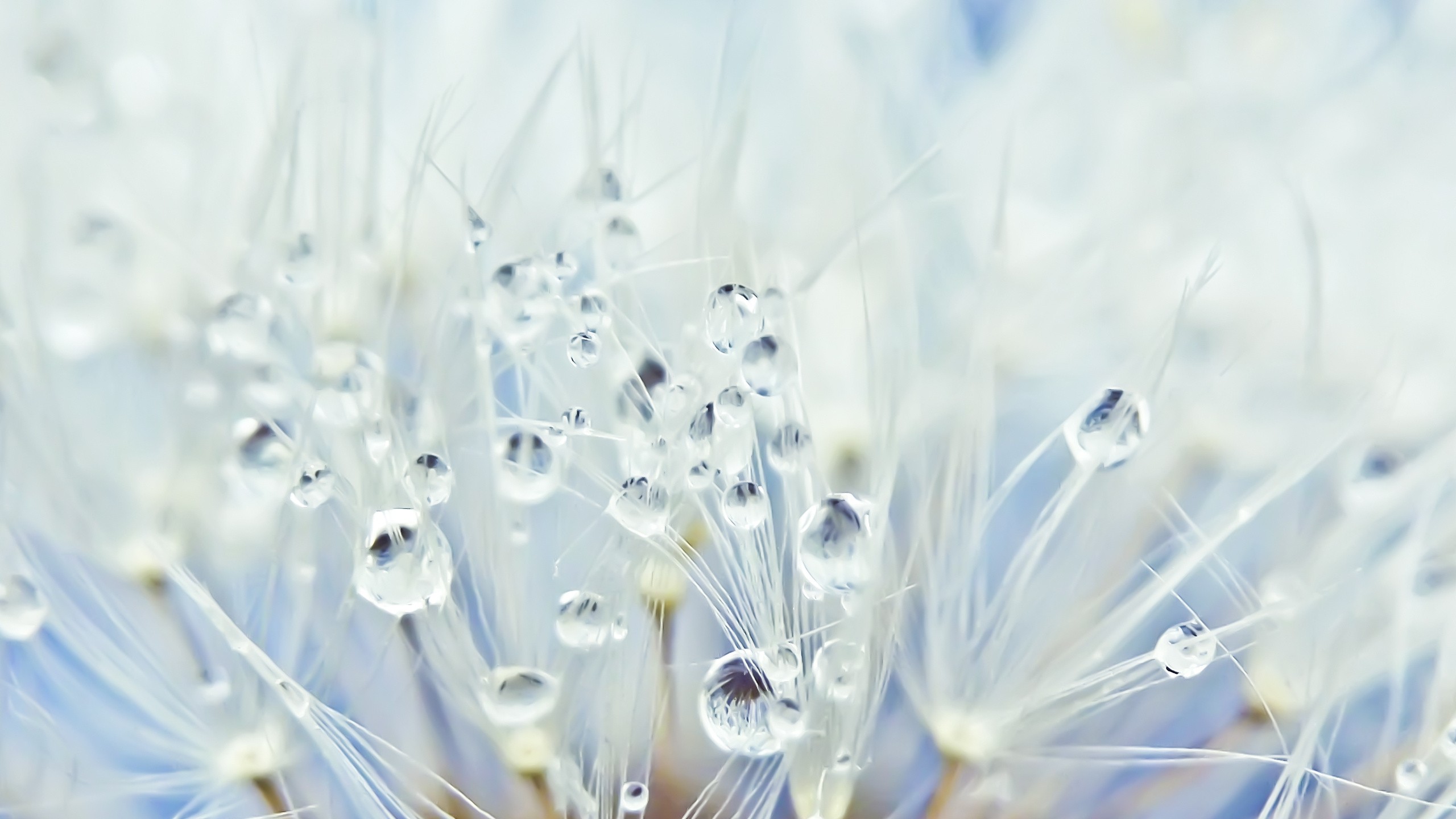 General 2560x1440 dew dandelion water drops plants flowers macro outdoors closeup