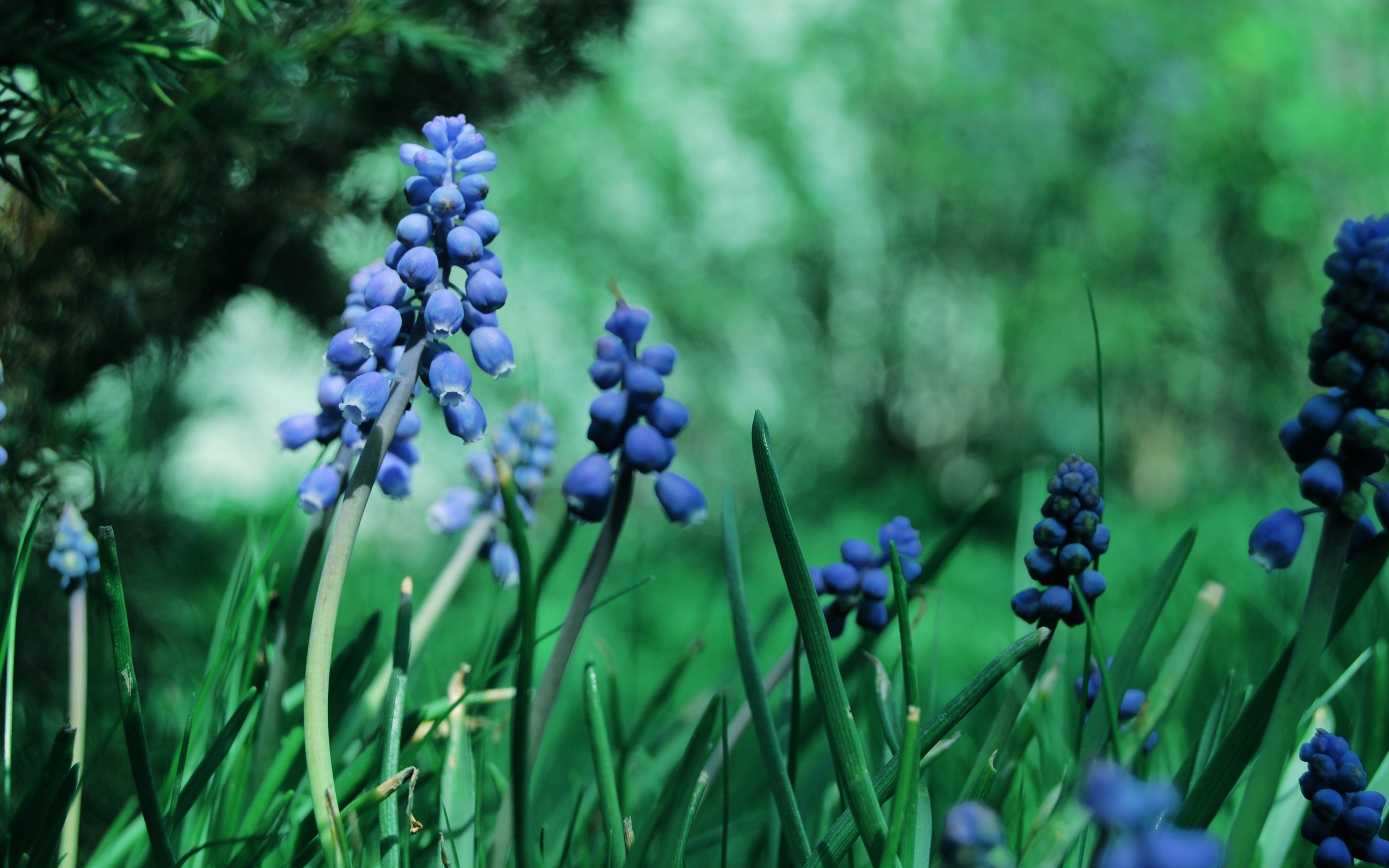 General 2560x1600 flowers muscari blue flowers plants closeup macro