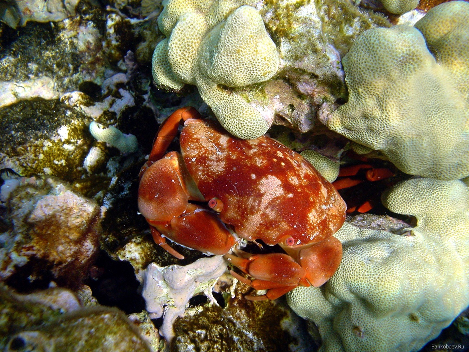 General 1600x1200 underwater sea crabs coral crustaceans animals nature