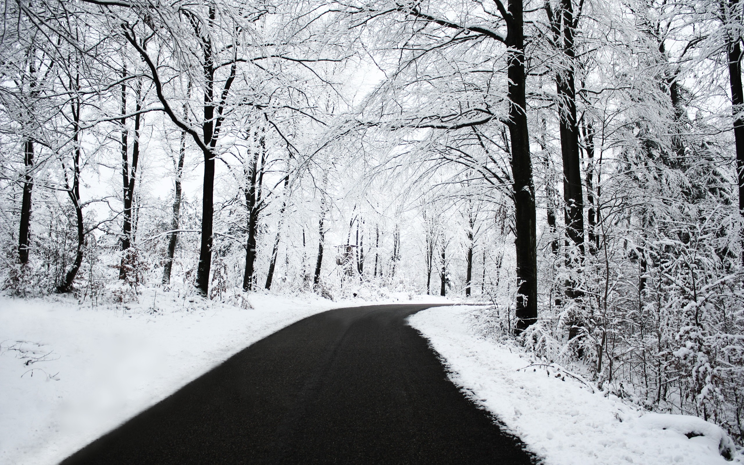 General 2560x1600 road snow trees black white winter forest nature