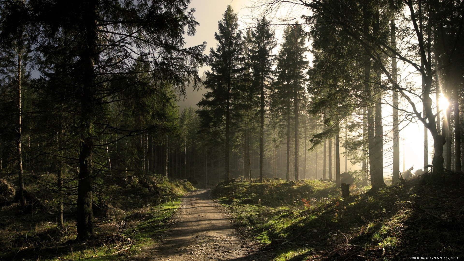 General 1920x1080 nature trees forest sunlight path