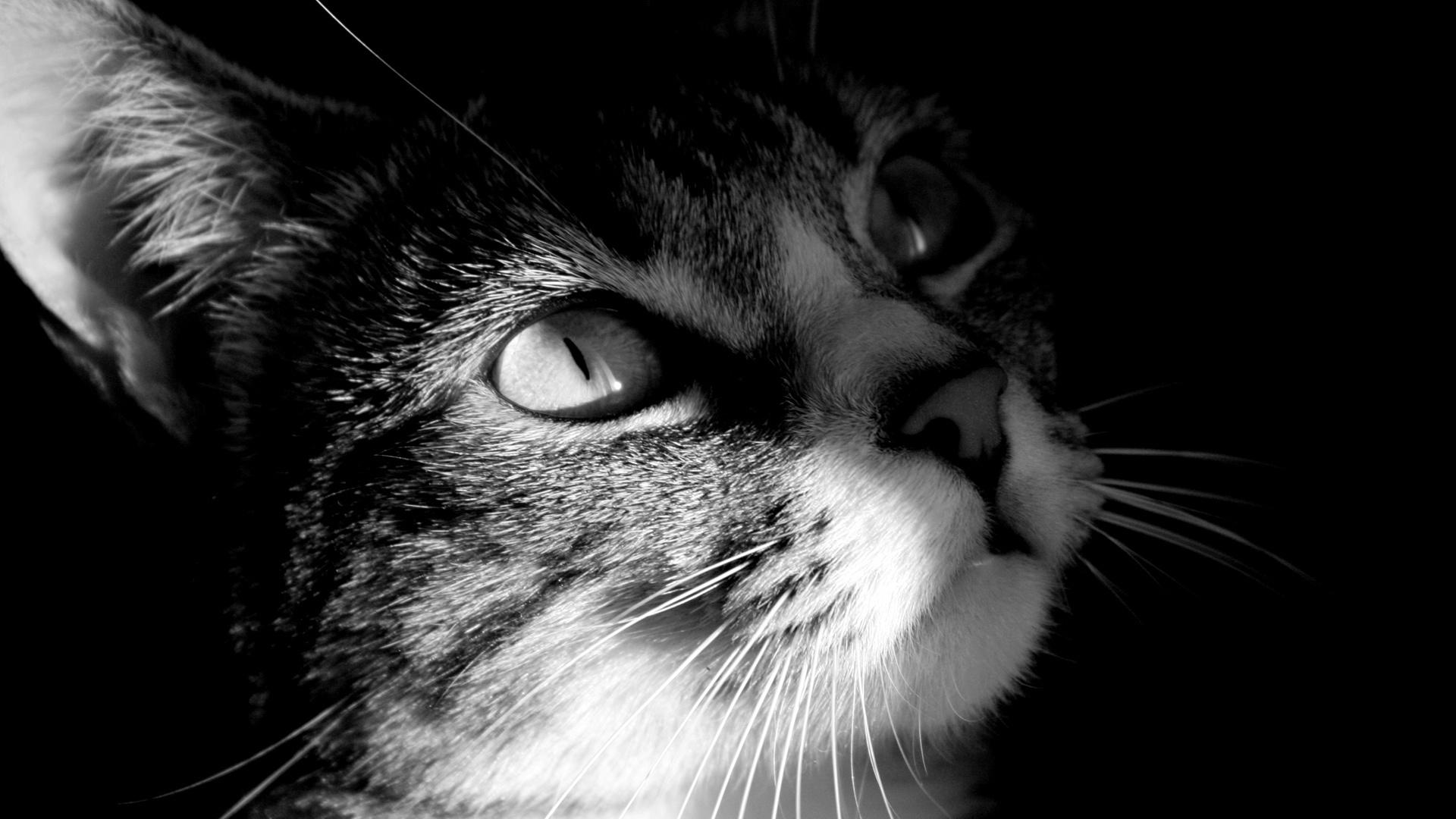 General 1920x1080 cats monochrome animals feline mammals animal eyes