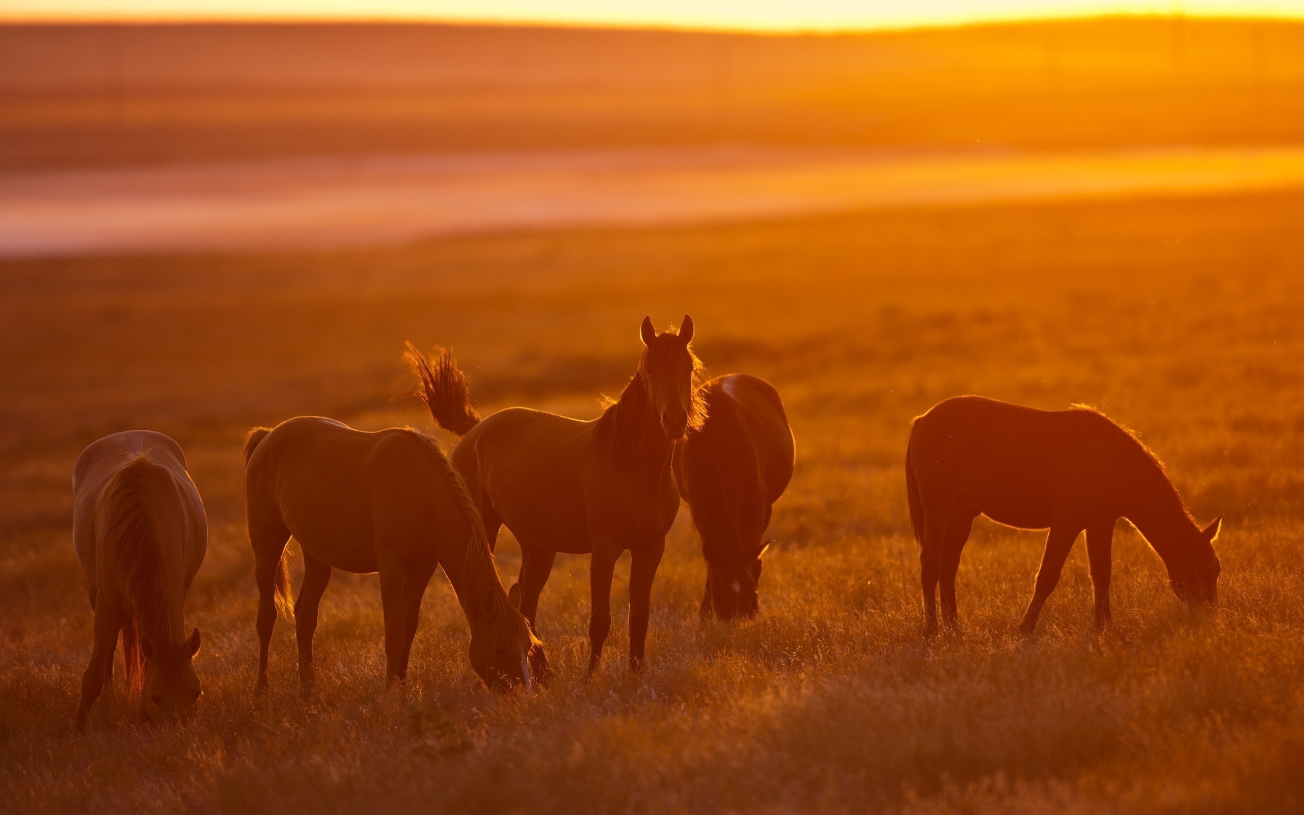 General 2560x1600 horse sunset animals sunlight field mammals