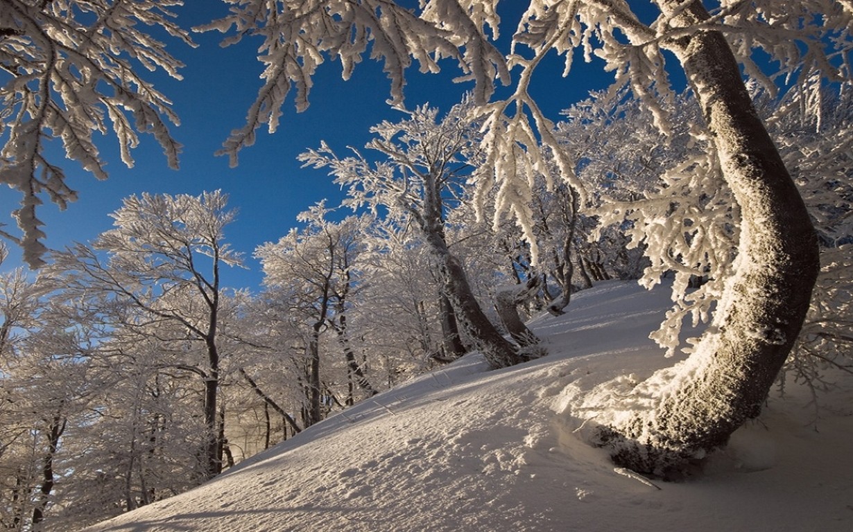 General 1230x768 nature landscape winter forest snow mountains morning white trees blue clear sky sunlight