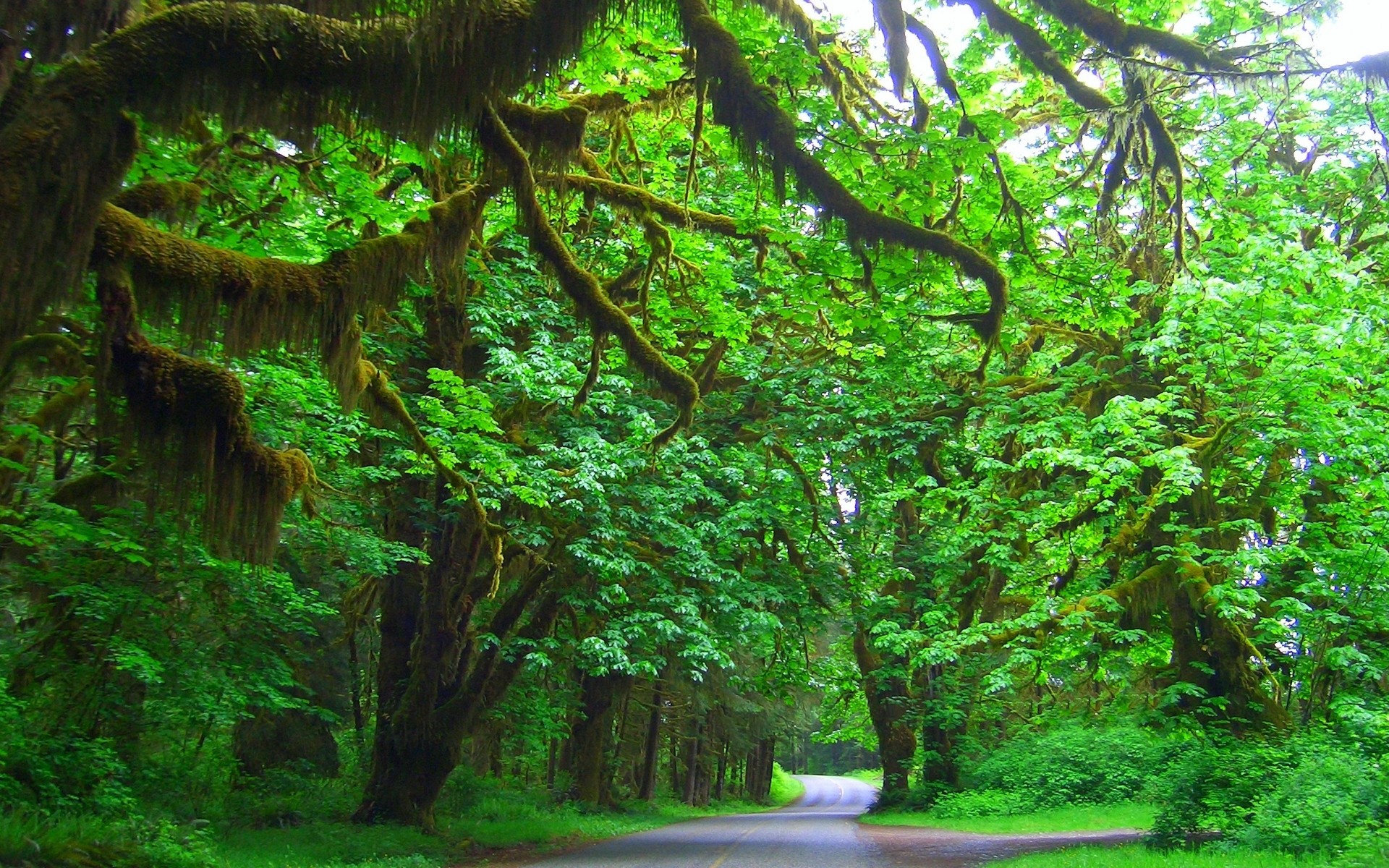General 1920x1200 nature Washington (state) Olympic National Park trees road grass green shrubs bright branch plants outdoors