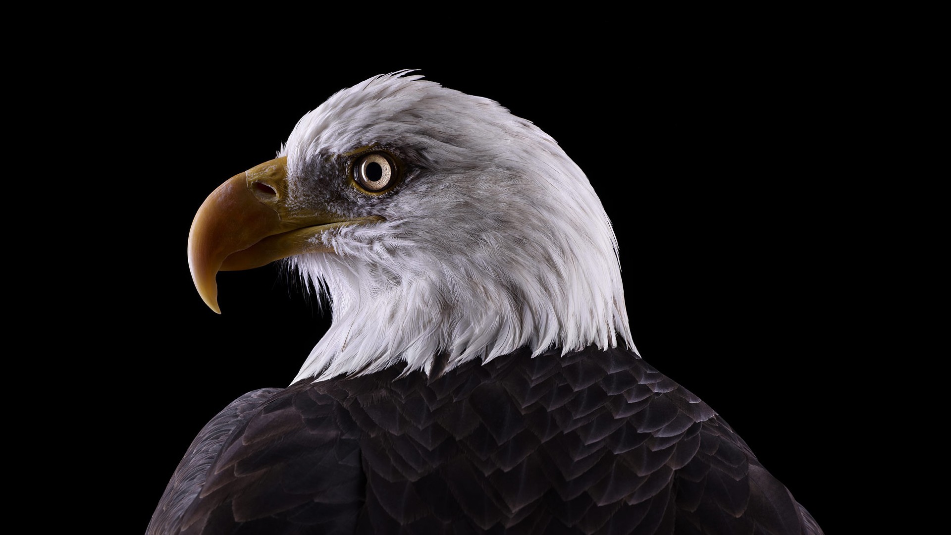 General 1920x1080 photography animals birds simple background eagle nature bald eagle black background