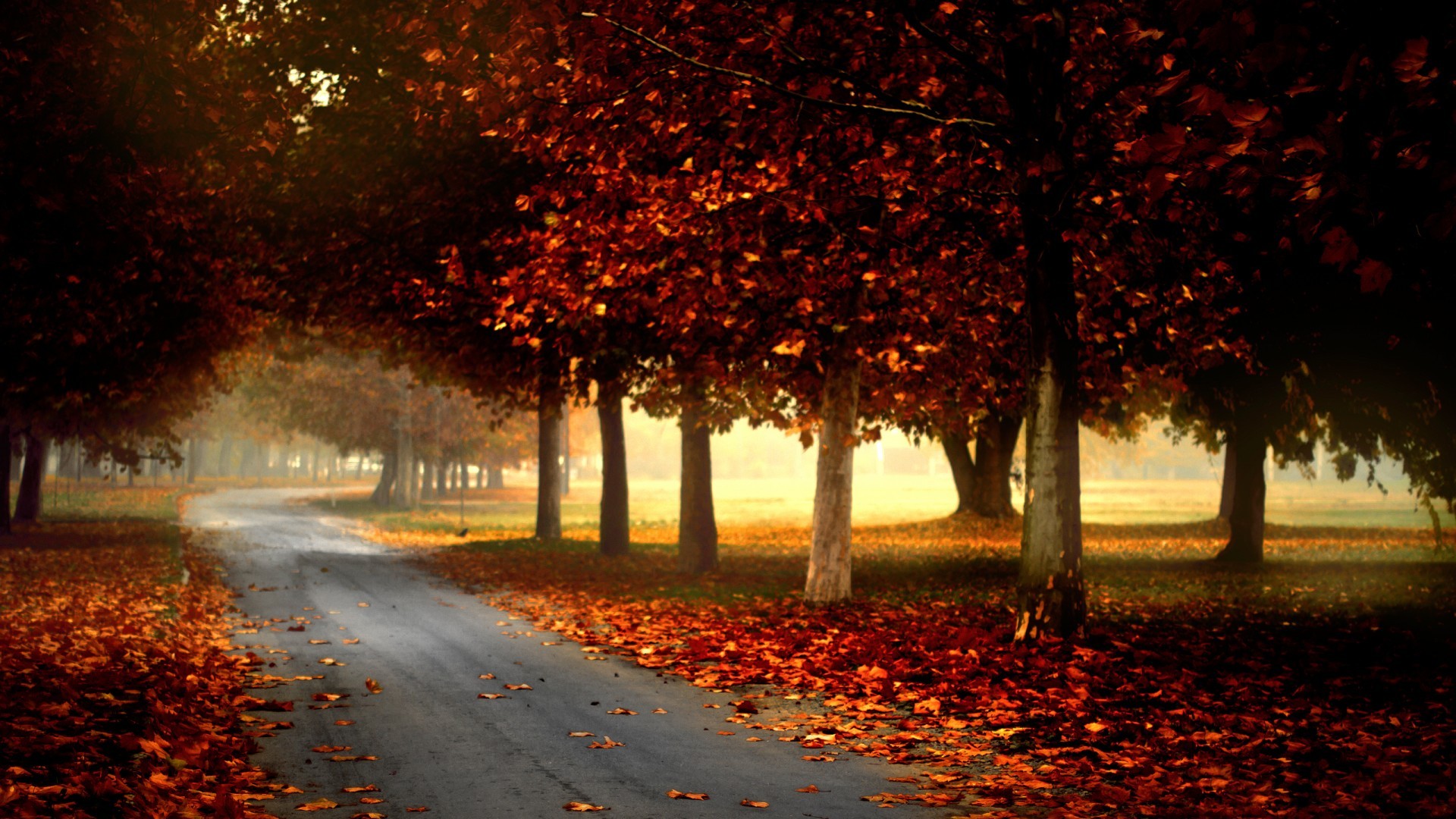 General 1920x1080 nature trees forest leaves fall branch mist road grass park