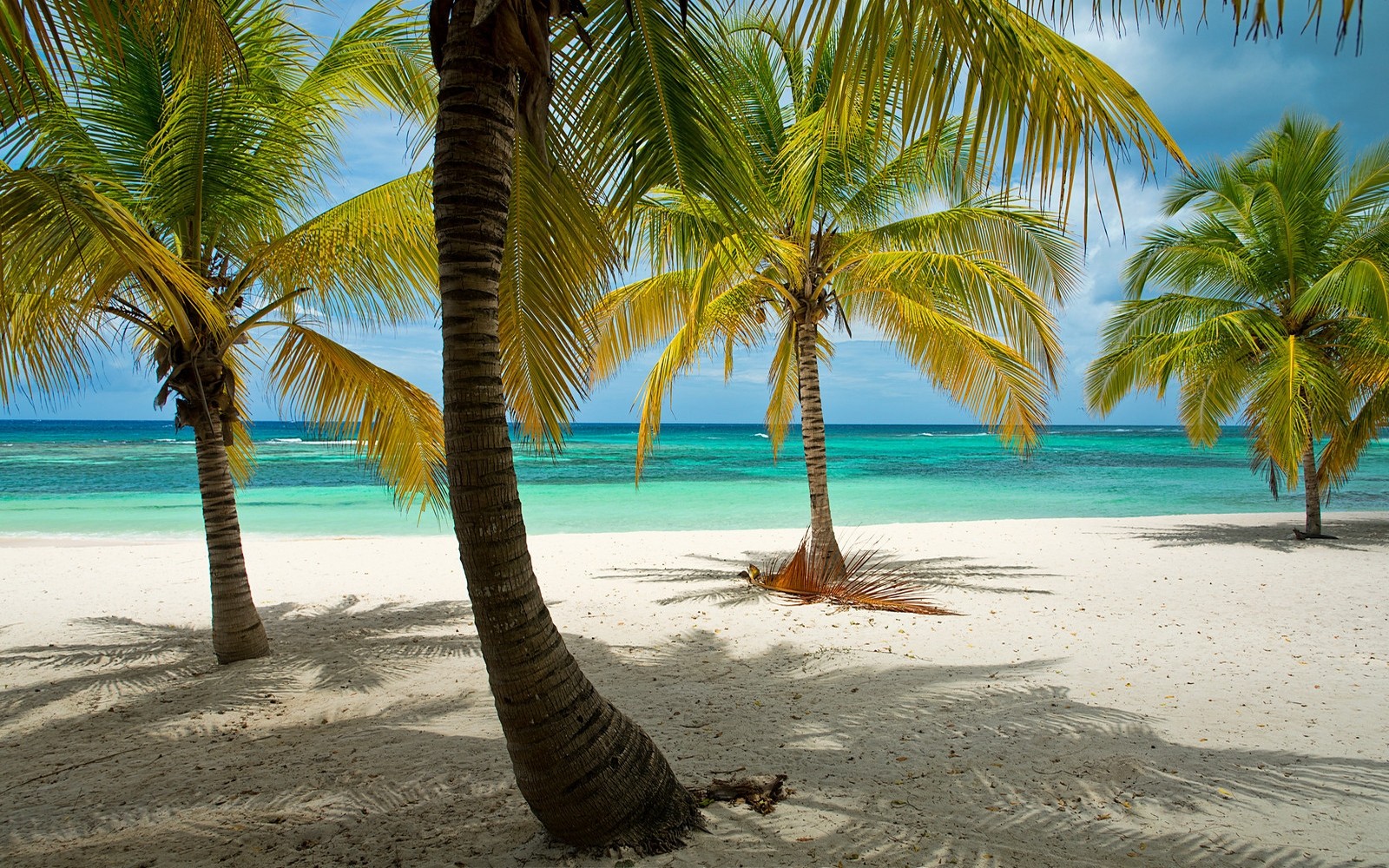 General 1600x1000 beach tropical palm trees Dominican Republic sea Caribbean sand island summer horizon dappled sunlight