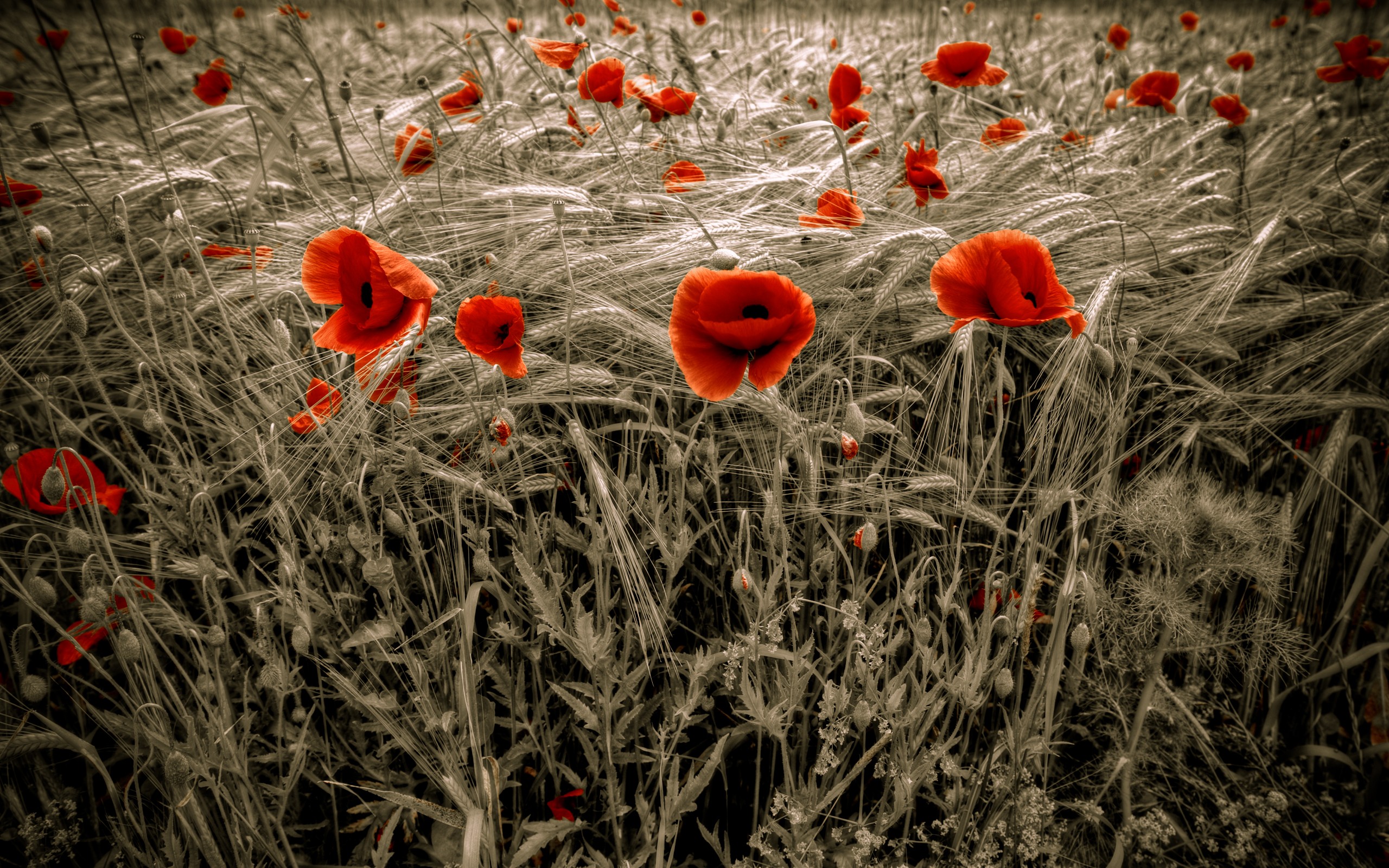 General 2560x1600 flowers poppies selective coloring plants red flowers outdoors