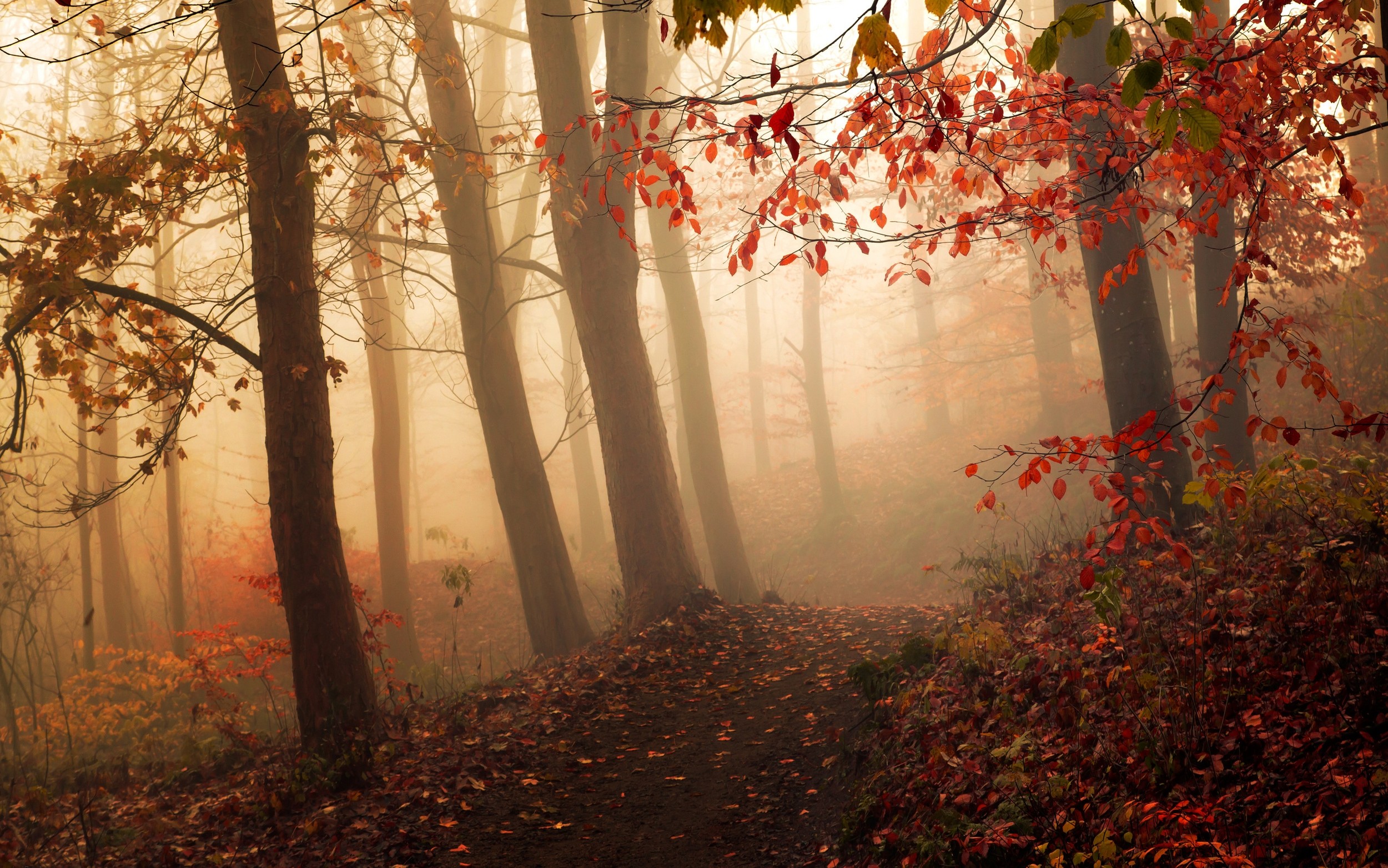 General 2500x1563 nature mist forest fall path morning trees leaves sunlight hills shrubs red orange