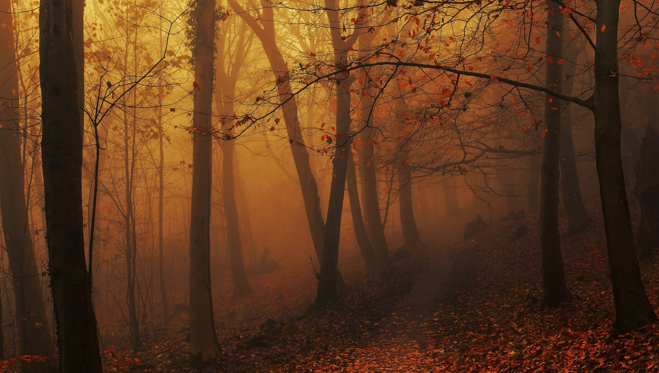 General 2300x1300 nature forest mist fall leaves path trees atmosphere morning sunlight hills amber