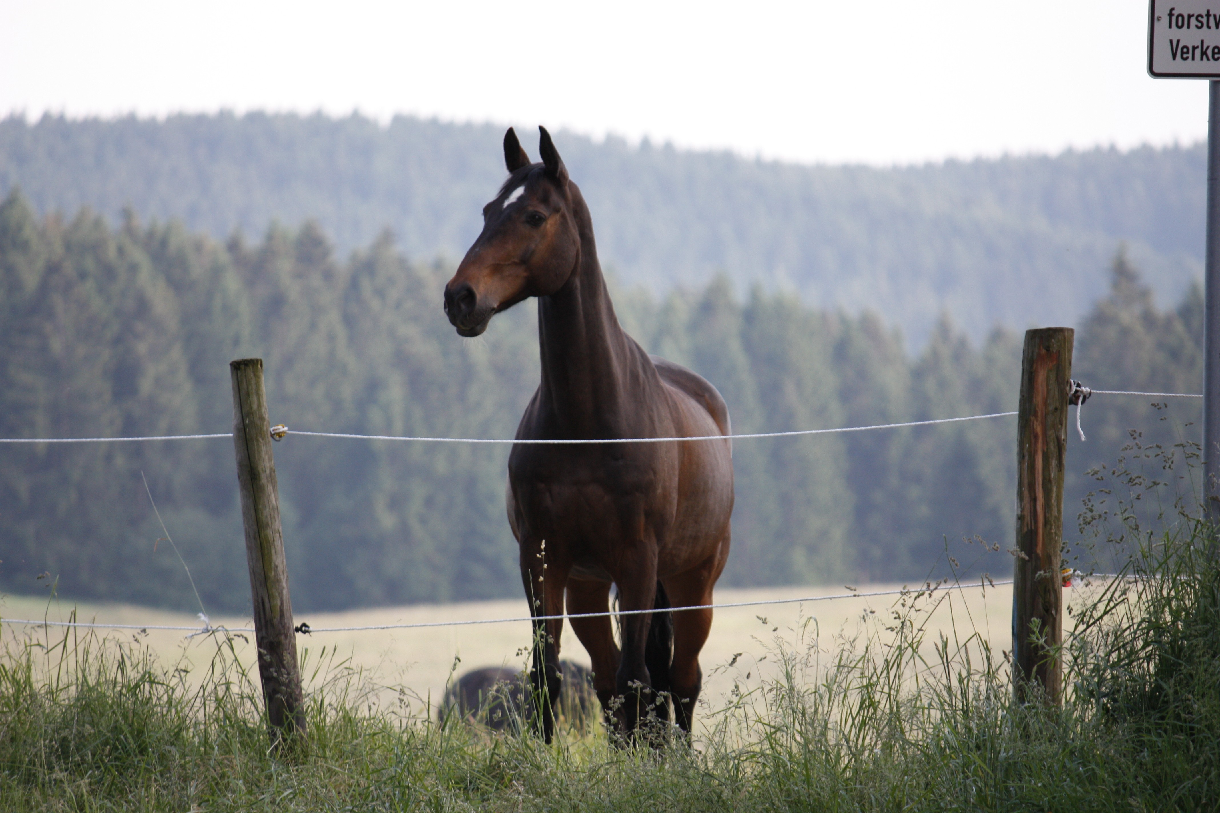 General 4272x2848 horse animals fence mammals outdoors