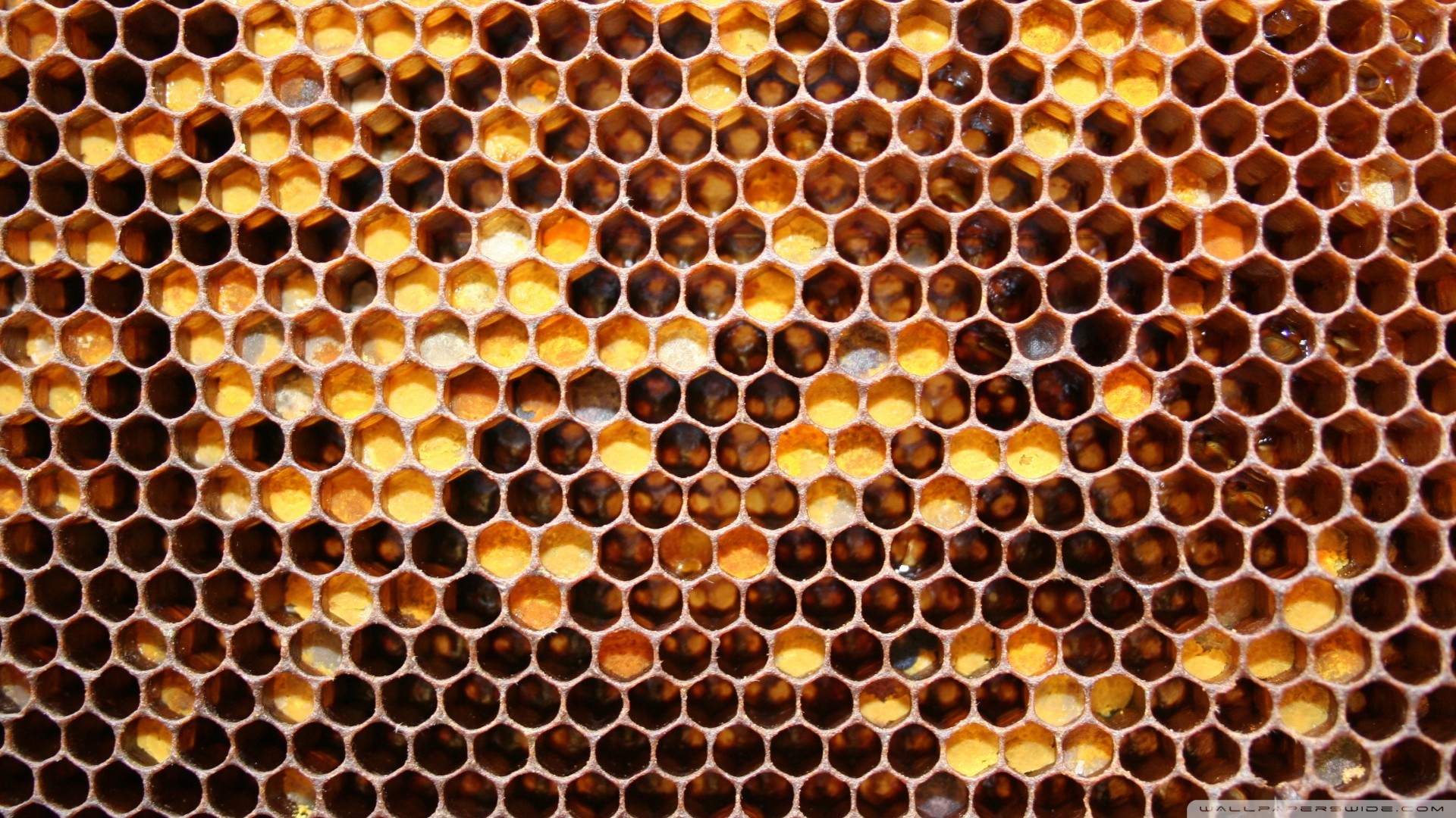 General 1920x1080 abstract honey texture honeycombs yellow hexagon beehive patterns