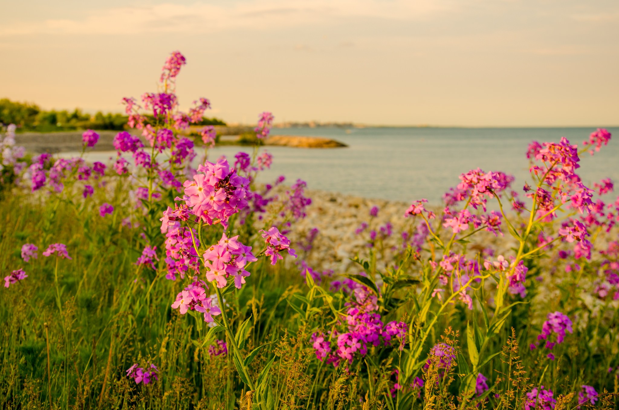 General 2048x1356 landscape sea flowers plants nature outdoors