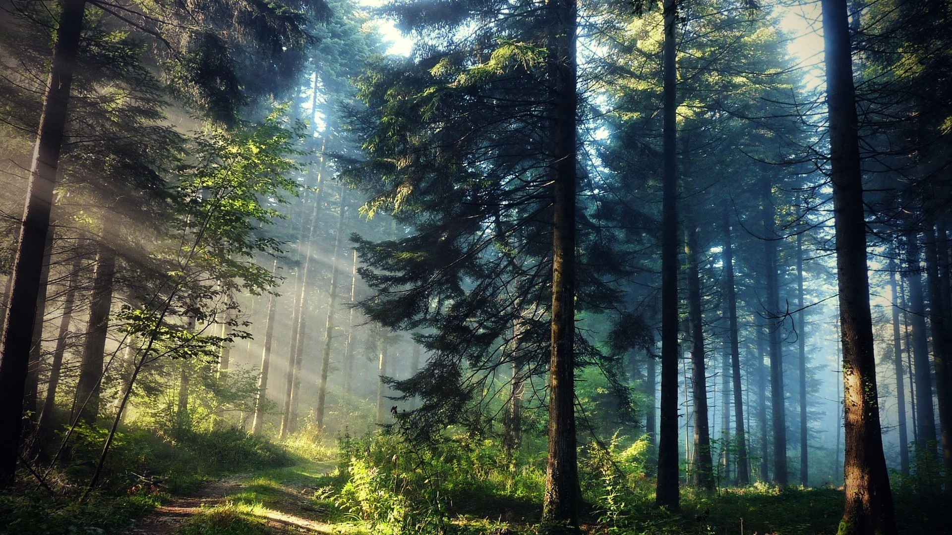 General 1920x1080 forest trees landscape sun rays nature outdoors plants sunlight