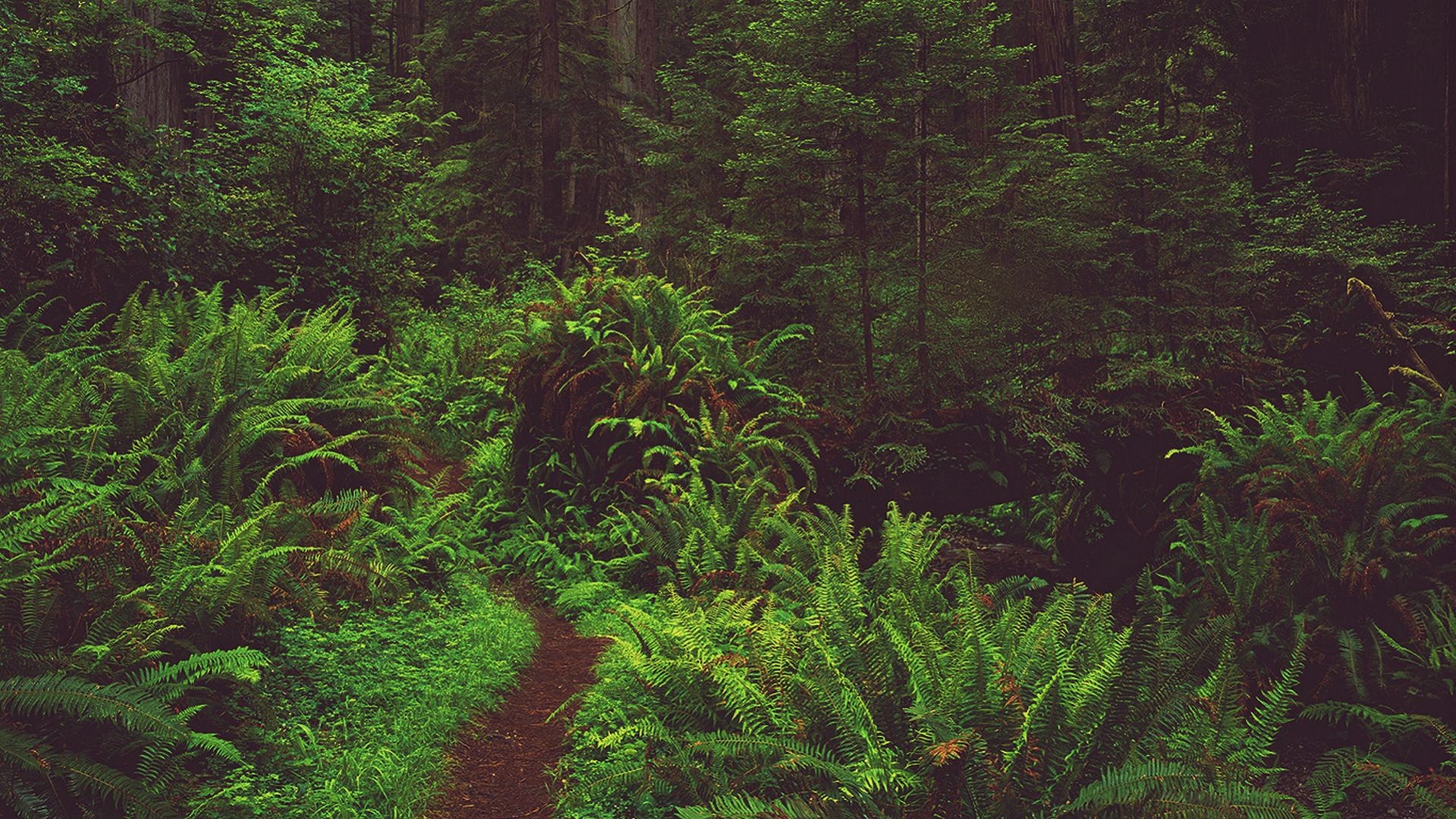 General 1919x1079 plants forest ferns road nature