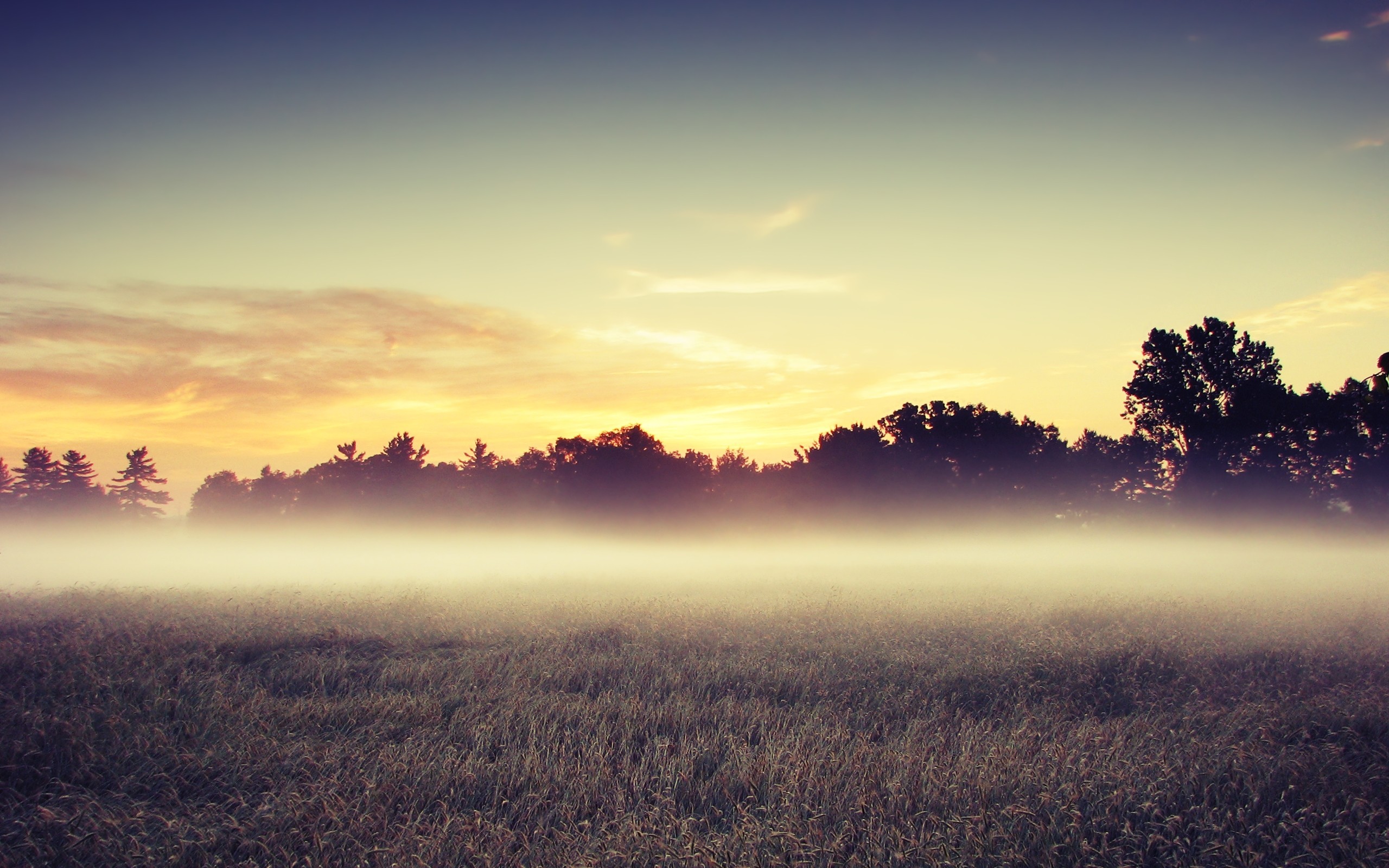 General 2560x1600 photography nature landscape field trees mist grass morning