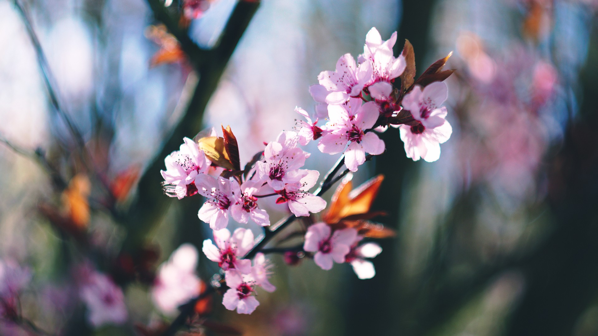 General 1920x1080 spring blossoms trees pink flowers plants outdoors