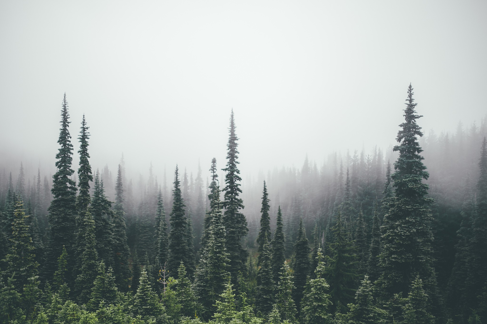General 2048x1365 pine trees forest mist landscape wilderness nature trees