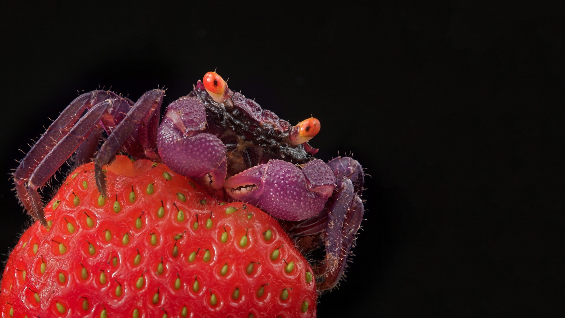 General 1920x1080 crabs strawberries crustaceans fruit animals closeup simple background macro black background