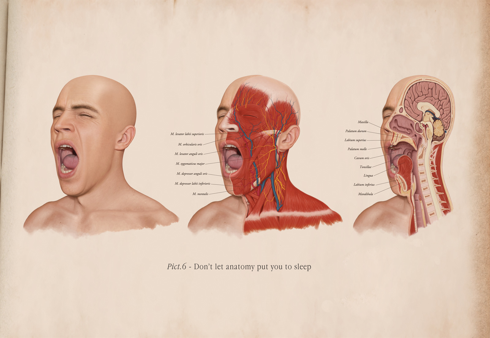 General 1600x1105 anatomy people infographics