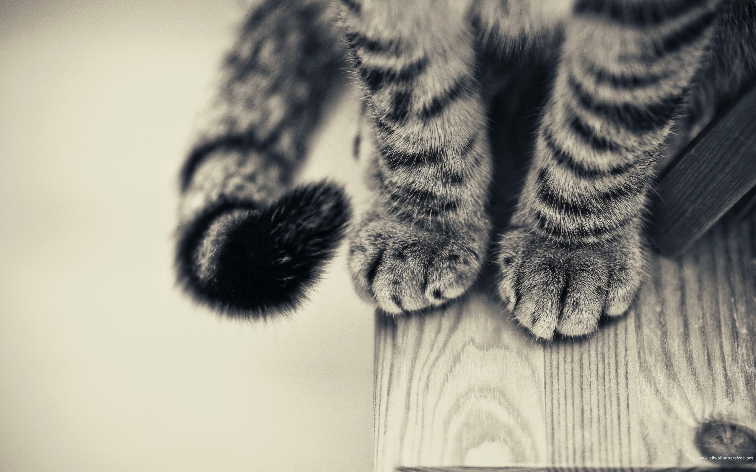 General 2560x1600 cats paws monochrome animals wooden surface mammals