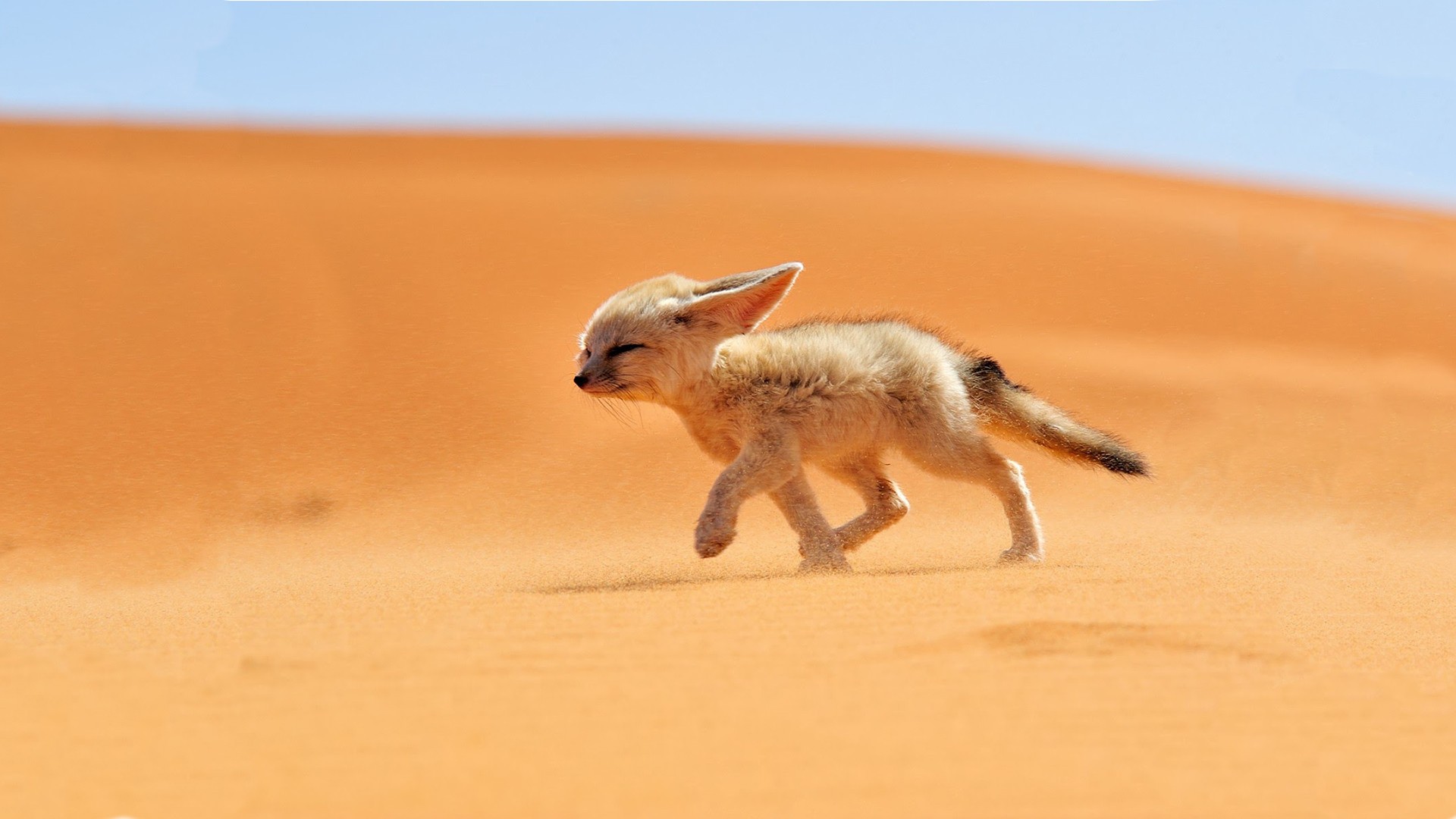 General 1920x1080 sand fox desert animals nature fennec mammals fennec fox