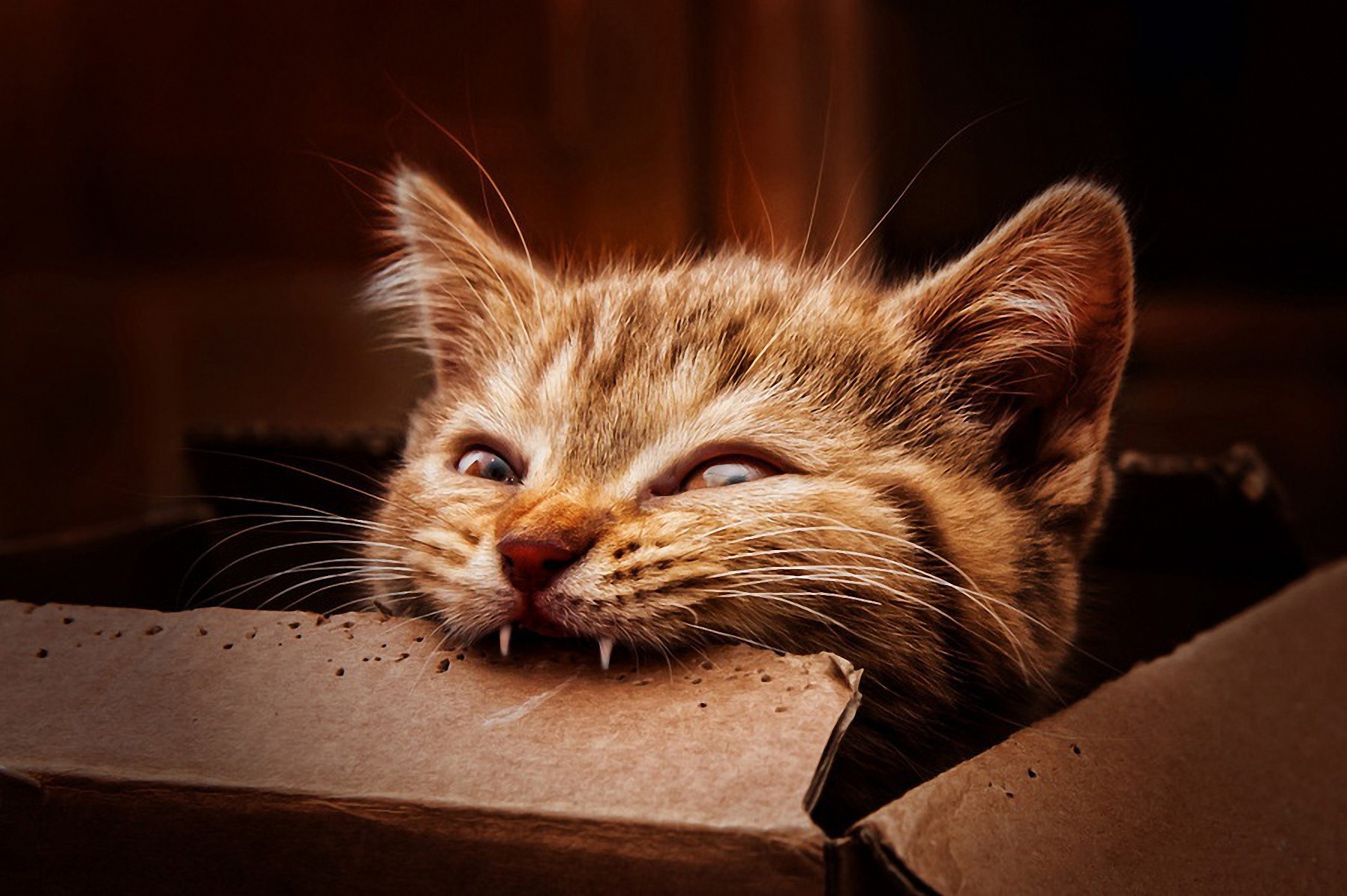 General 1920x1277 cats boxes eating biting animals mammals carton box feline fangs