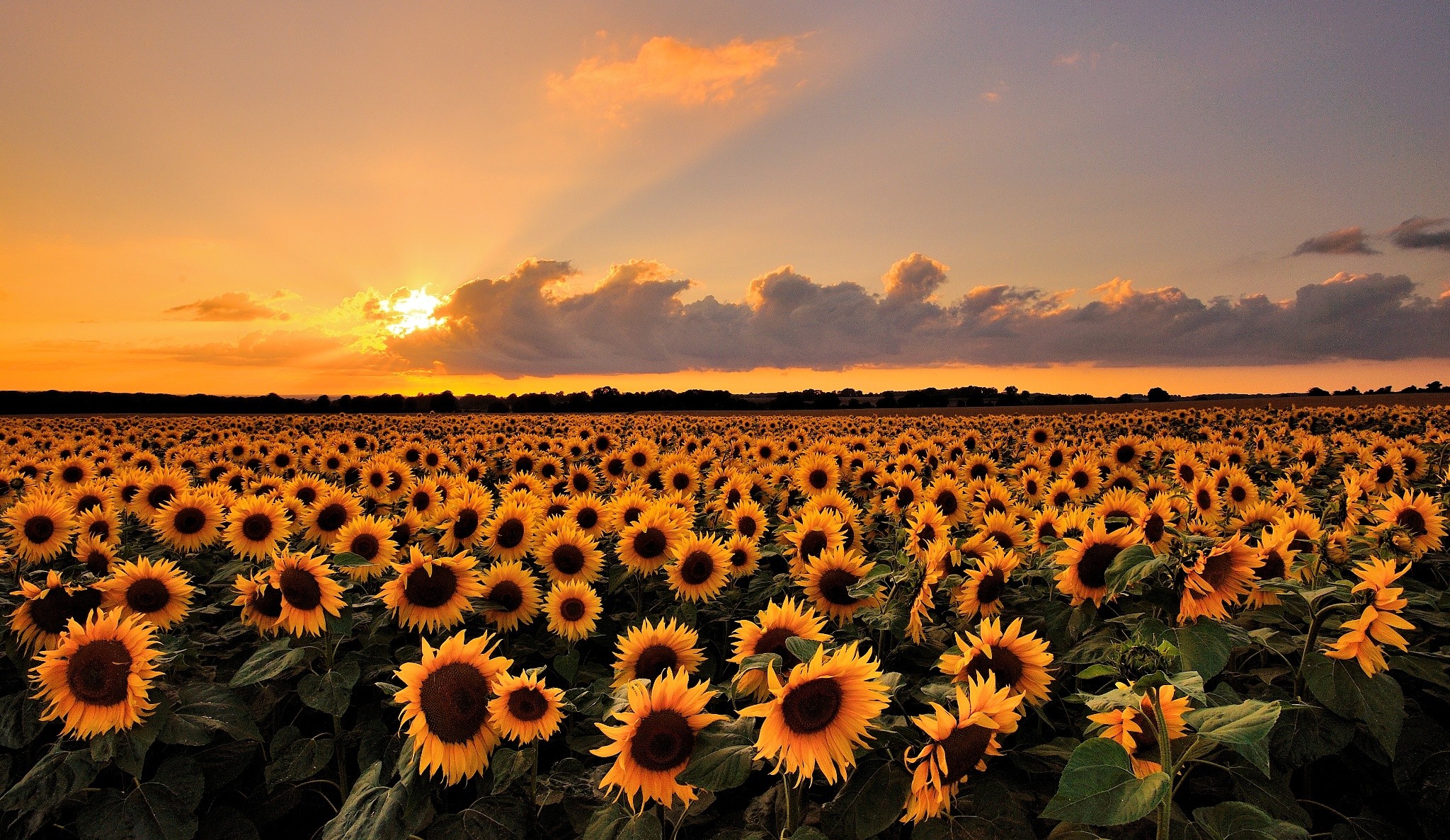 General 2048x1187 landscape field flowers sunflowers sunset orange sky Agro (Plants) plants sky sunlight yellow flowers