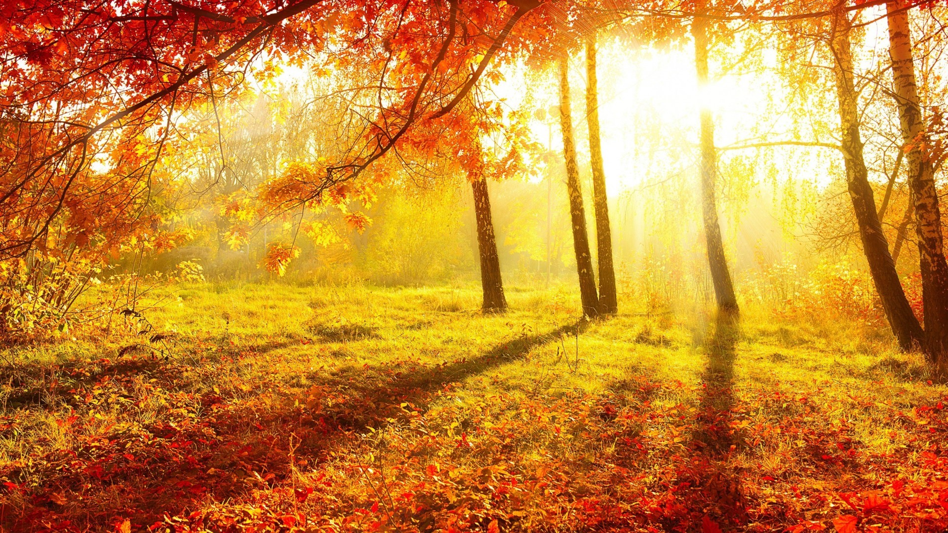 General 1920x1080 nature trees forest Sun sunlight leaves branch fall shadow grass plants