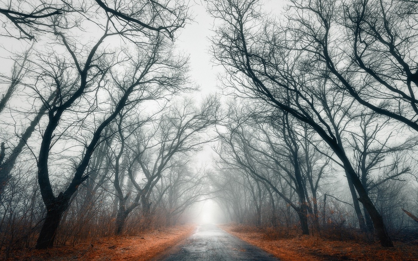 General 1400x875 nature landscape road trees mist fall leaves