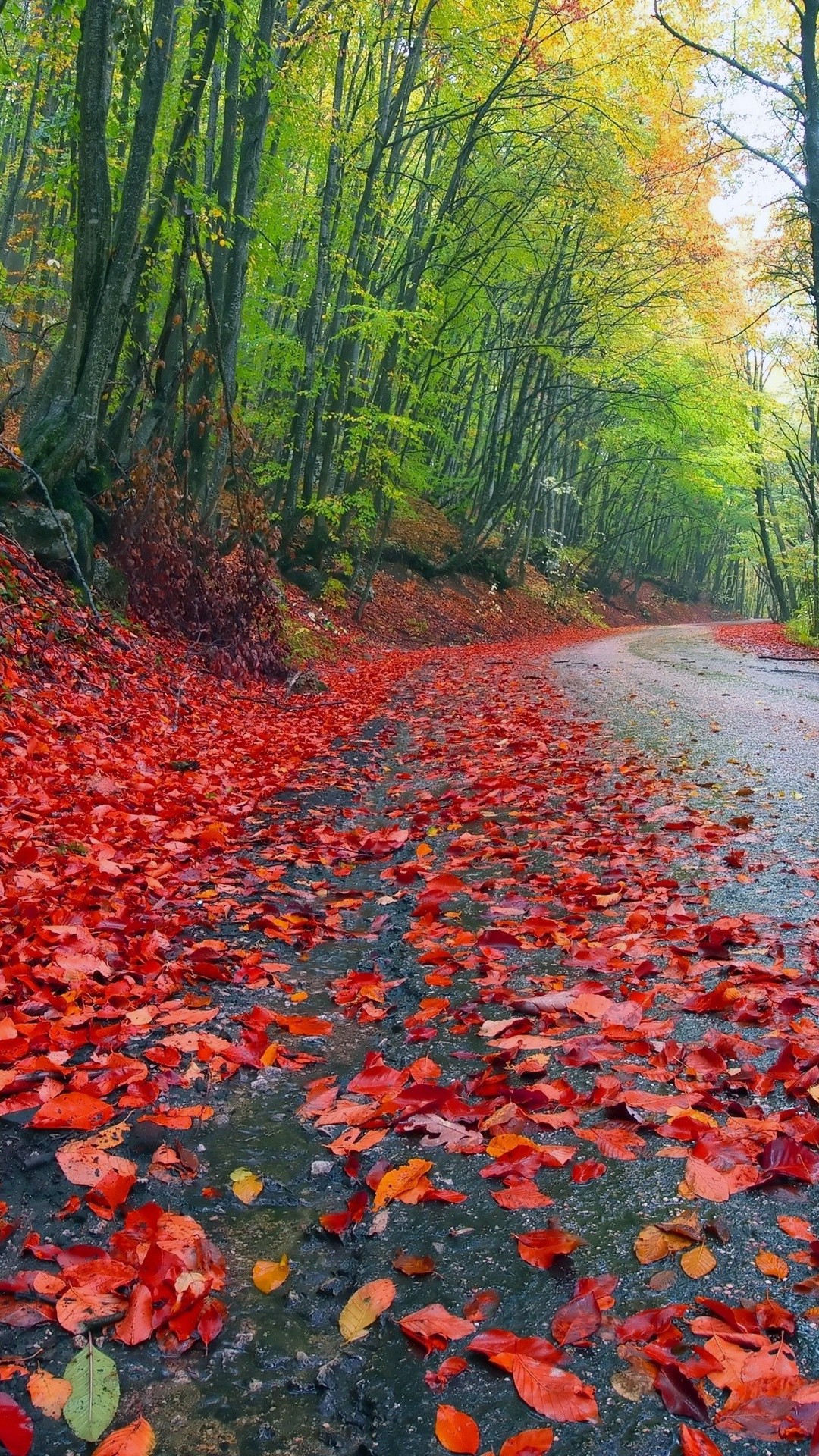 General 1080x1920 road fall red leaves fallen leaves outdoors trees plants