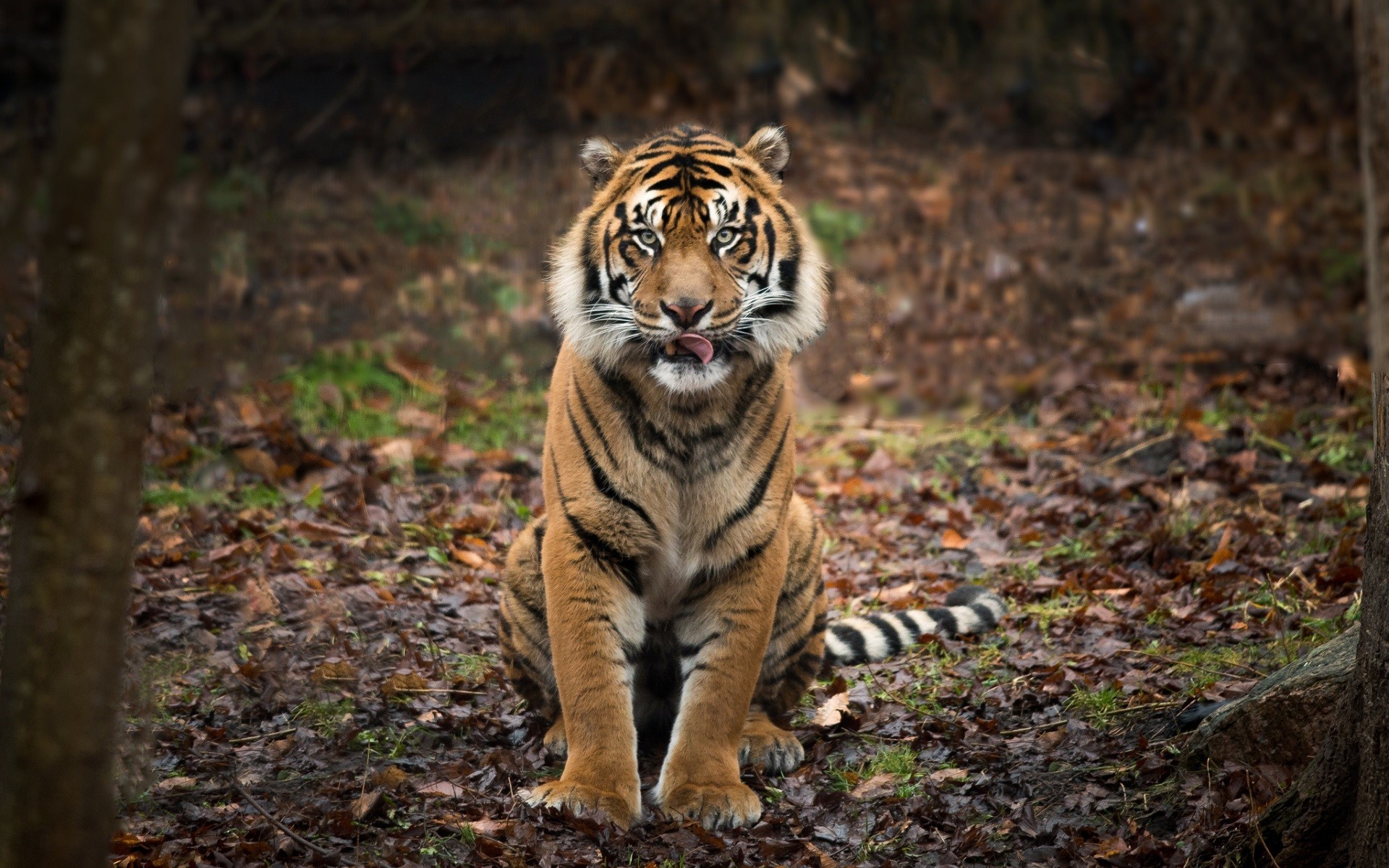 General 1920x1200 animals nature depth of field tiger big cats tongues tongue out looking at viewer mammals