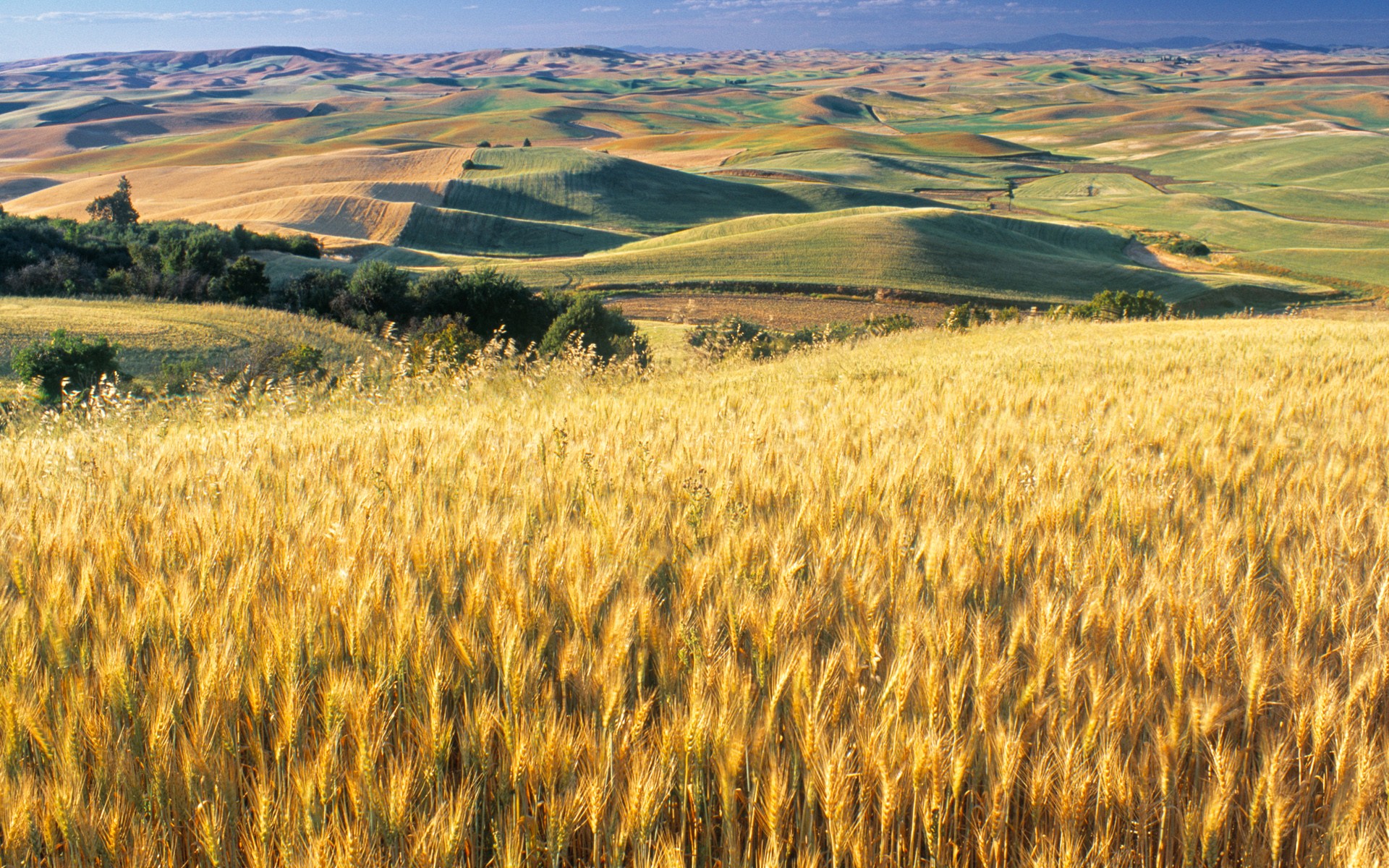 General 1920x1200 field landscape hills wheat summer Agro (Plants) plants