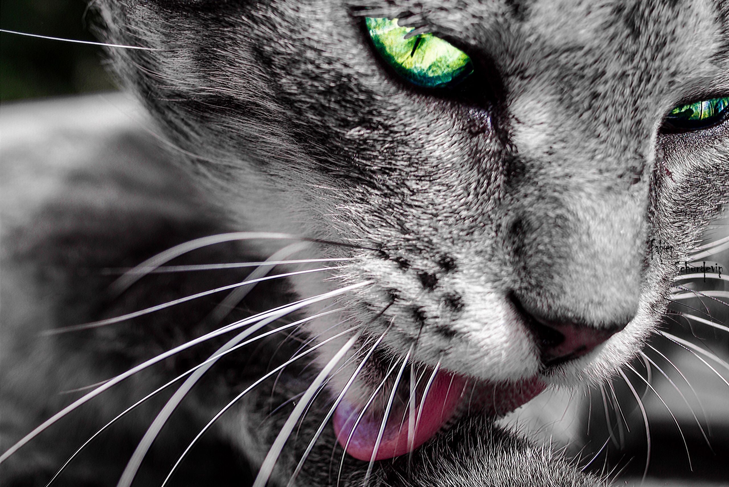 General 2560x1709 cats selective coloring green eyes licking tongue out animals closeup photo manipulation mammals