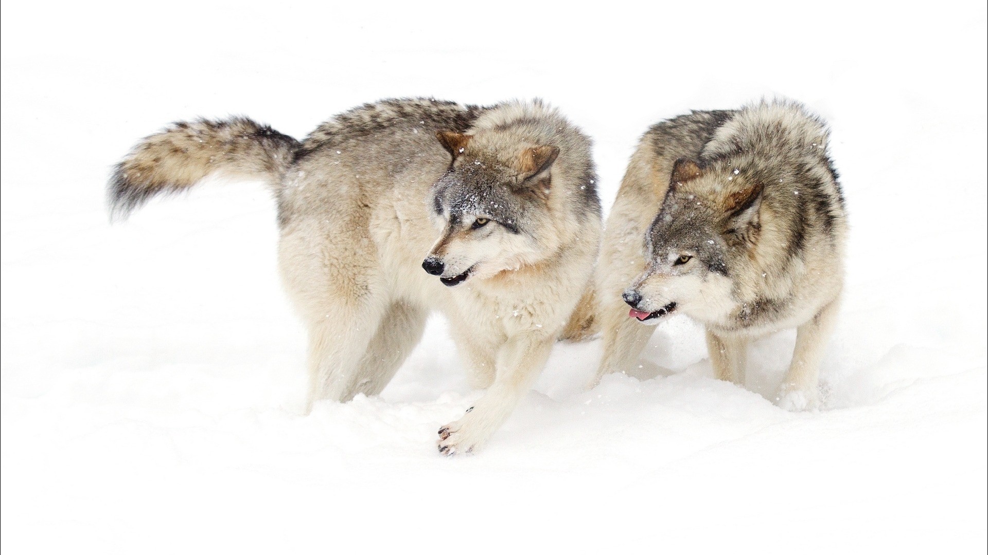 General 1920x1080 snow animals wildlife white wolf mammals winter cold ice