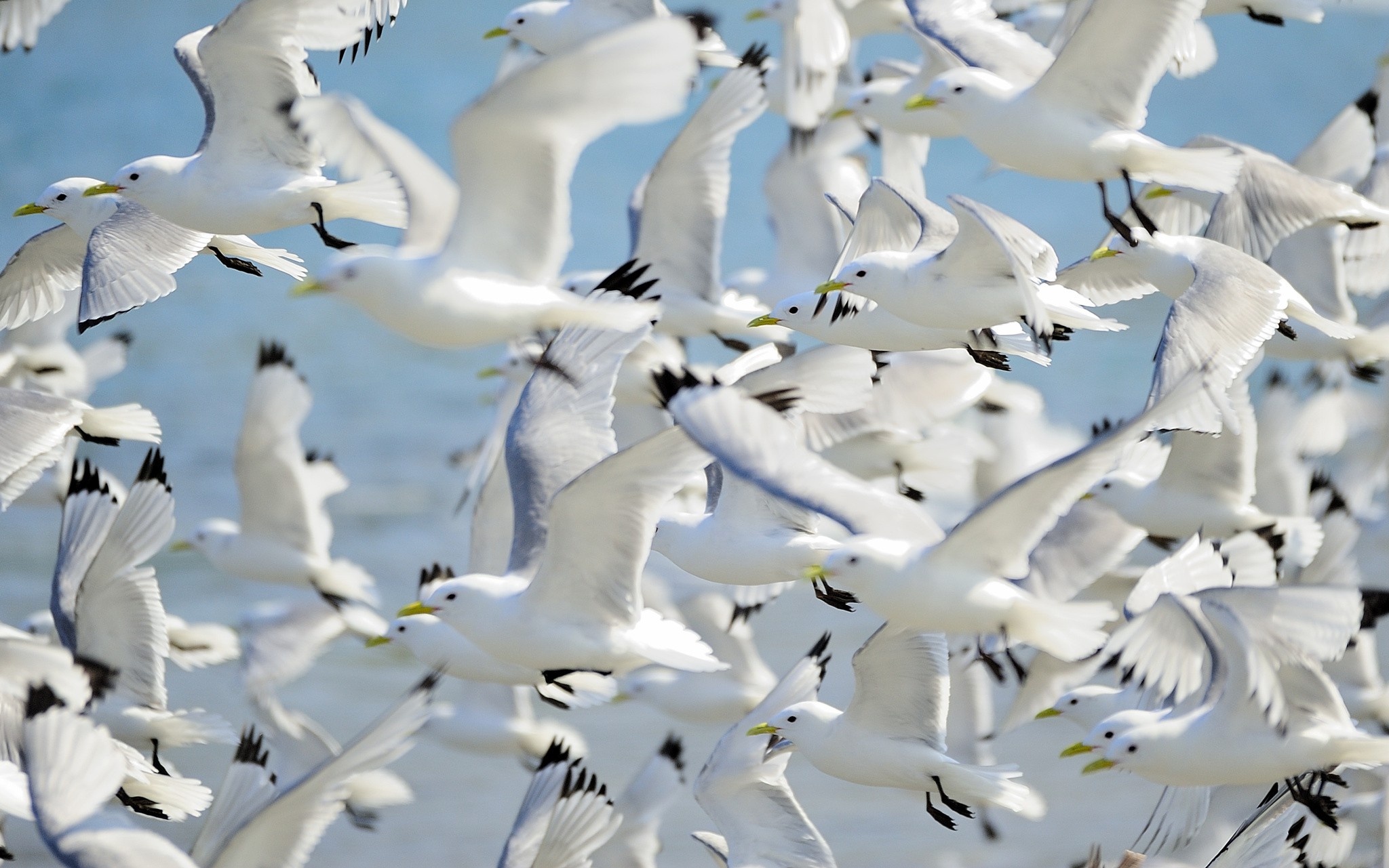 General 2048x1281 birds animals flying seagulls nature daylight clear sky