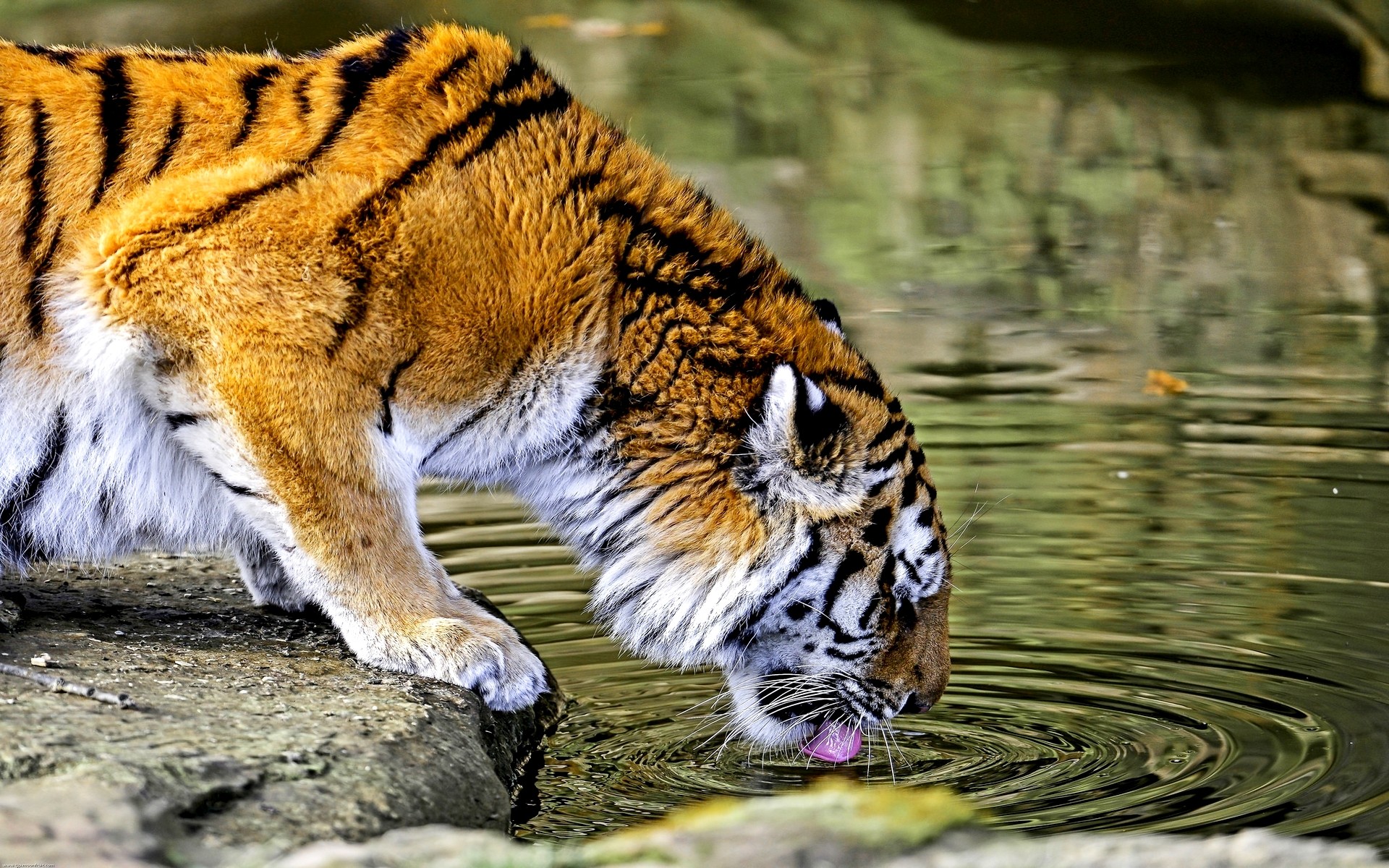 General 1920x1200 nature animals tiger water big cats HDR mammals closeup