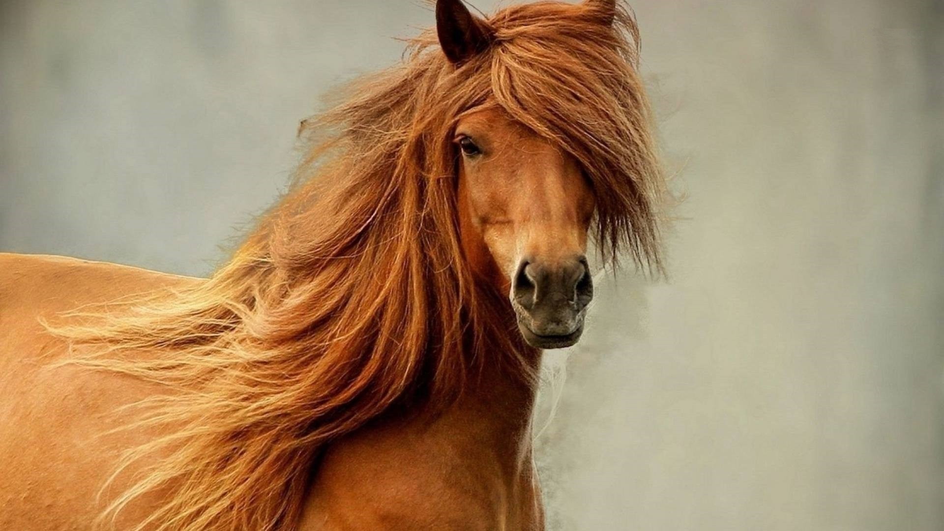 General 1920x1080 horse animals mammals hair in face simple background