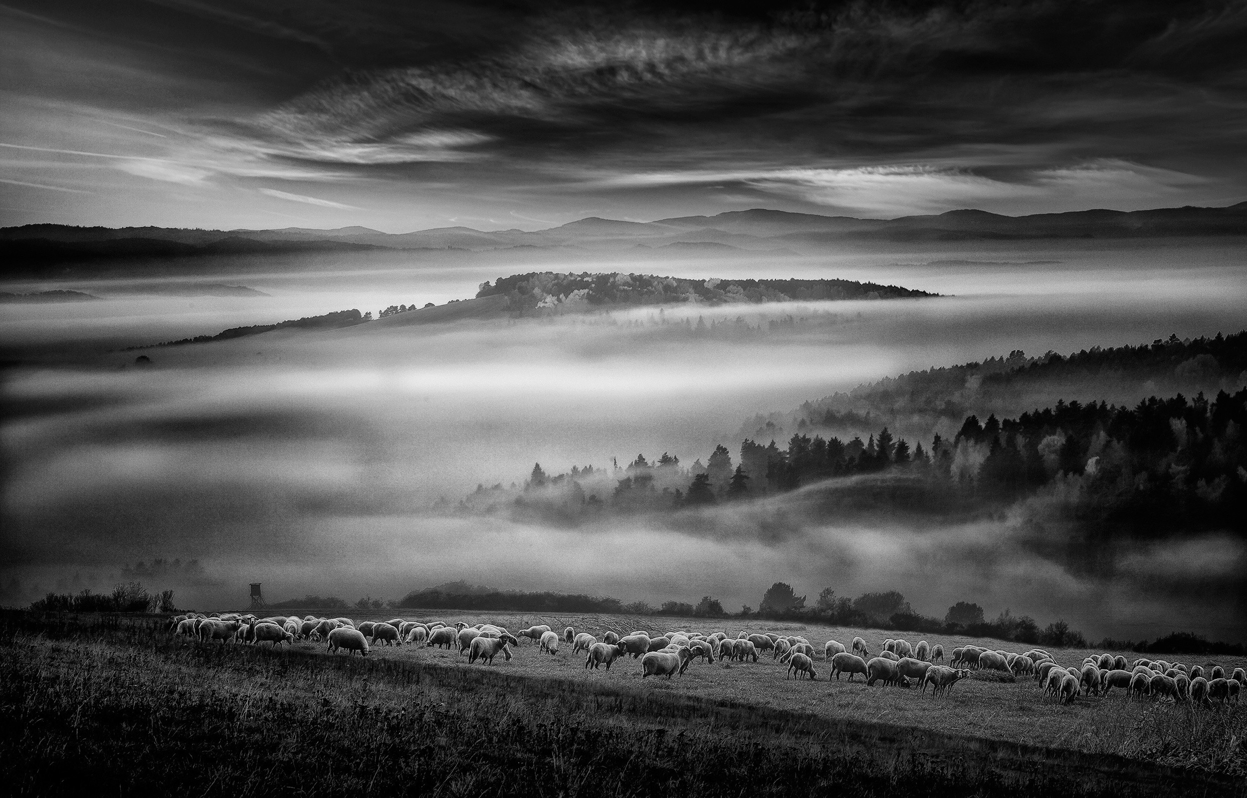 General 2500x1600 nature landscape monochrome mist sheep forest hills clouds grass
