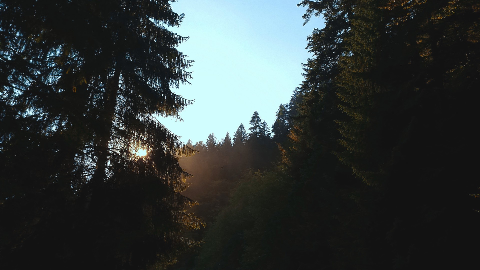General 1920x1080 forest trees sky sun rays nature morning