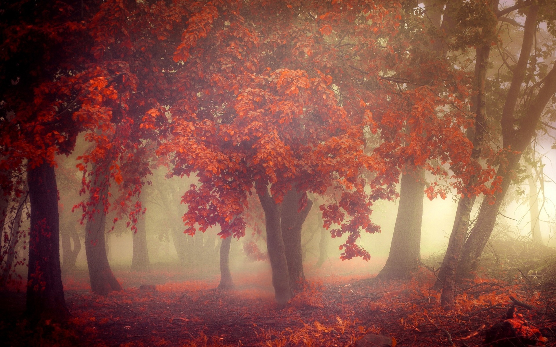 General 1920x1200 nature fall mist trees morning leaves orange forest
