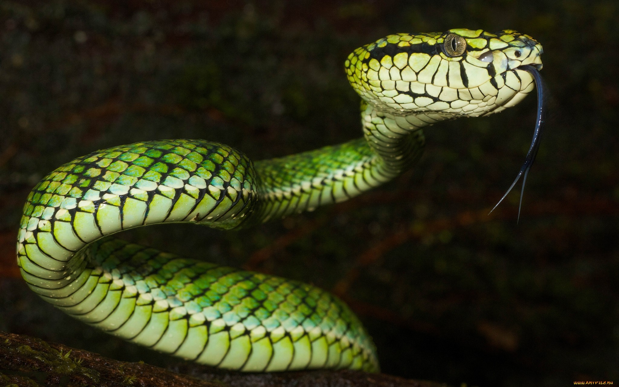 General 2048x1283 animals nature snake vipers reptiles