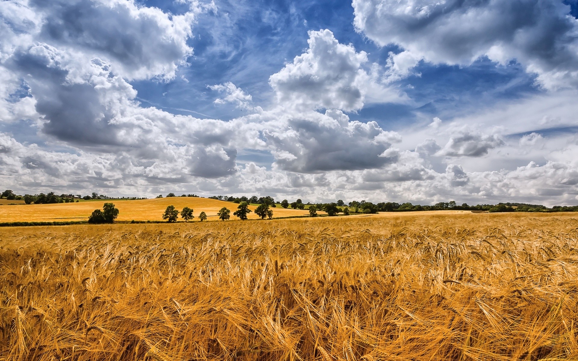General 1920x1200 landscape wheat field summer Agro (Plants) sky clouds plants