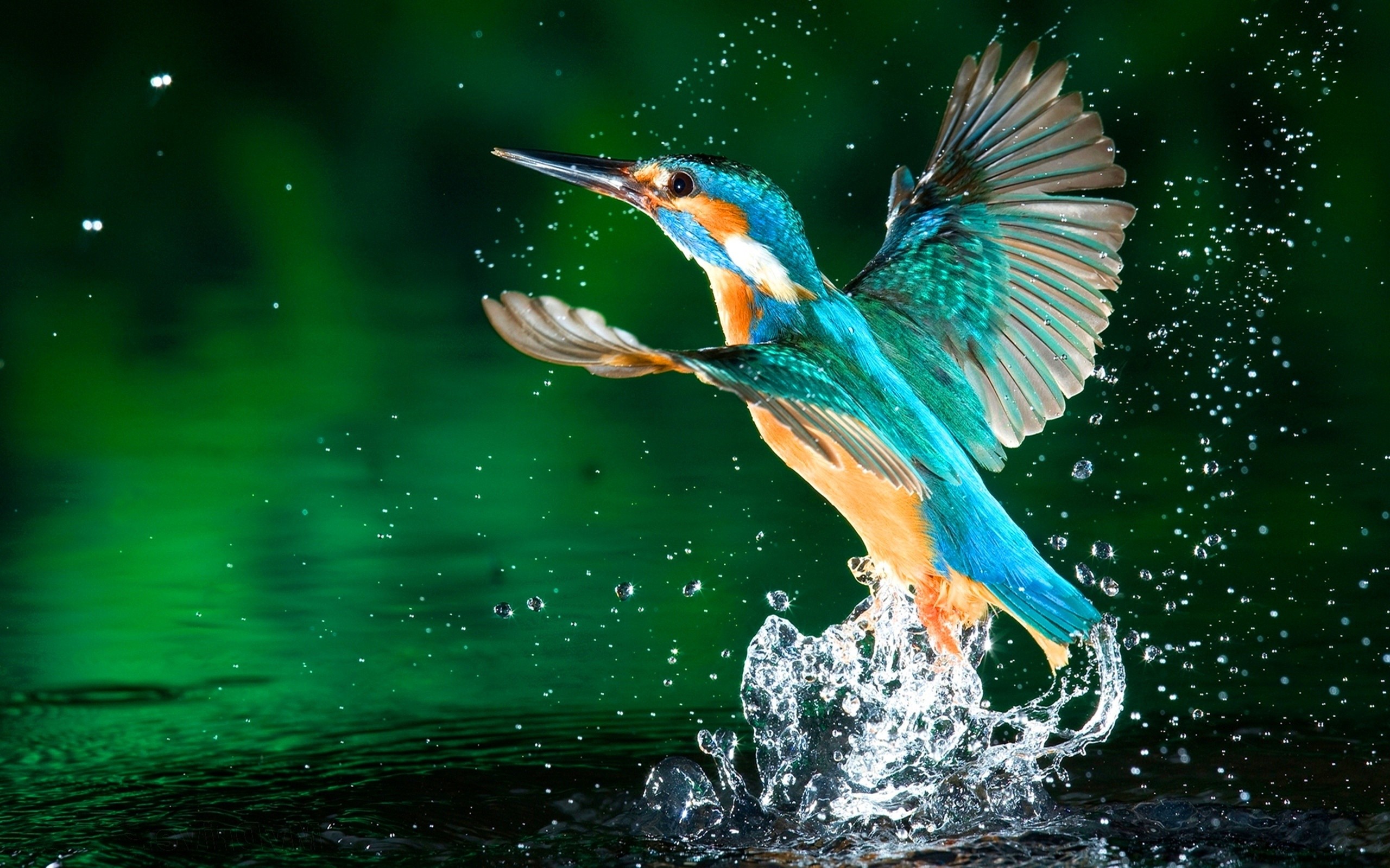 General 2560x1600 kingfisher water splashes birds animals long exposure closeup