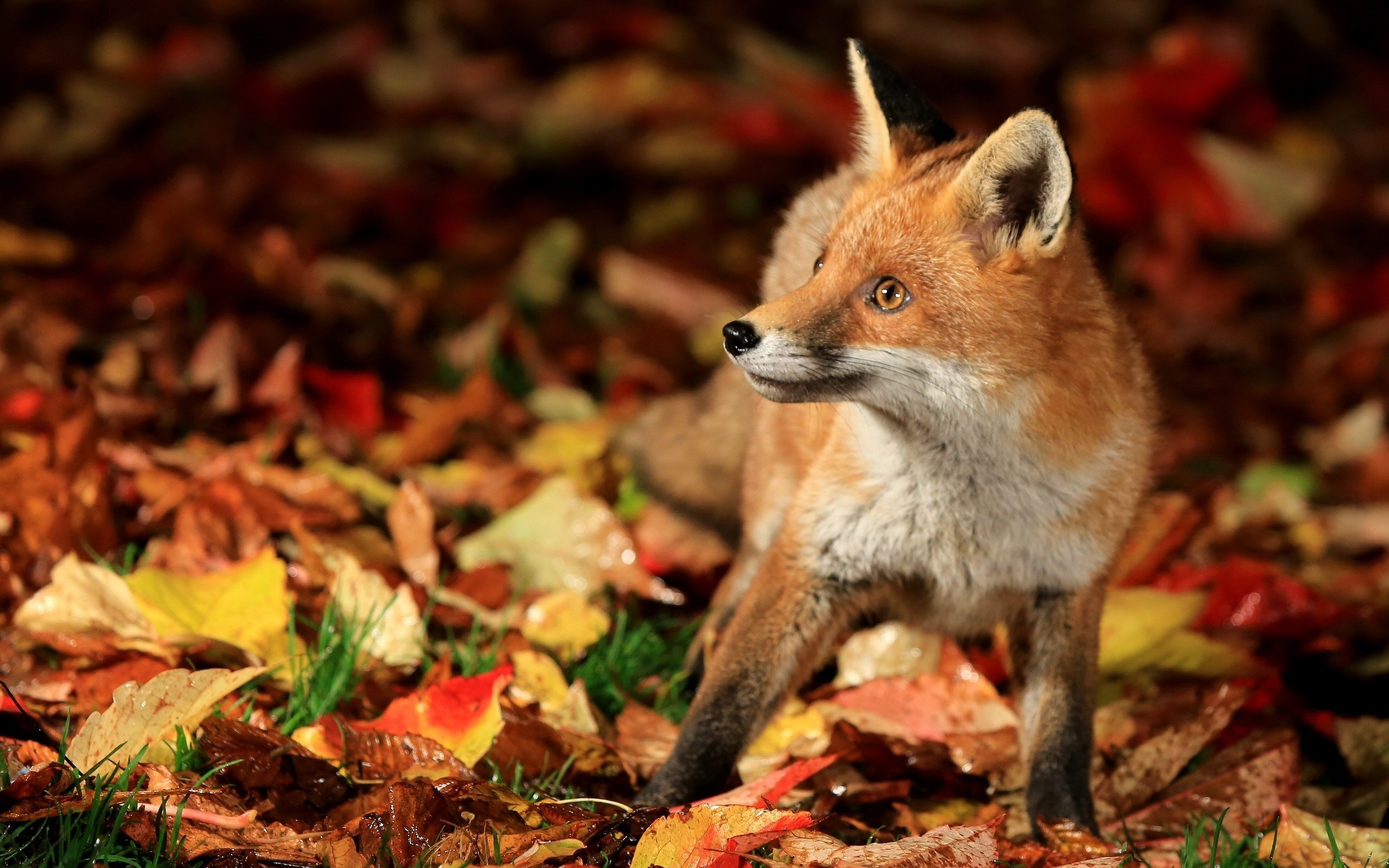 General 2560x1600 fox animals fall nature leaves mammals