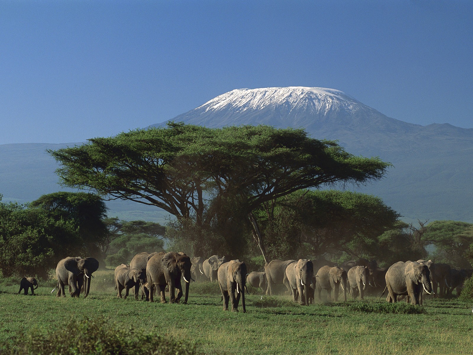 General 1600x1200 animals elephant mountains Kenya trees mammals wildlife Africa volcano nature
