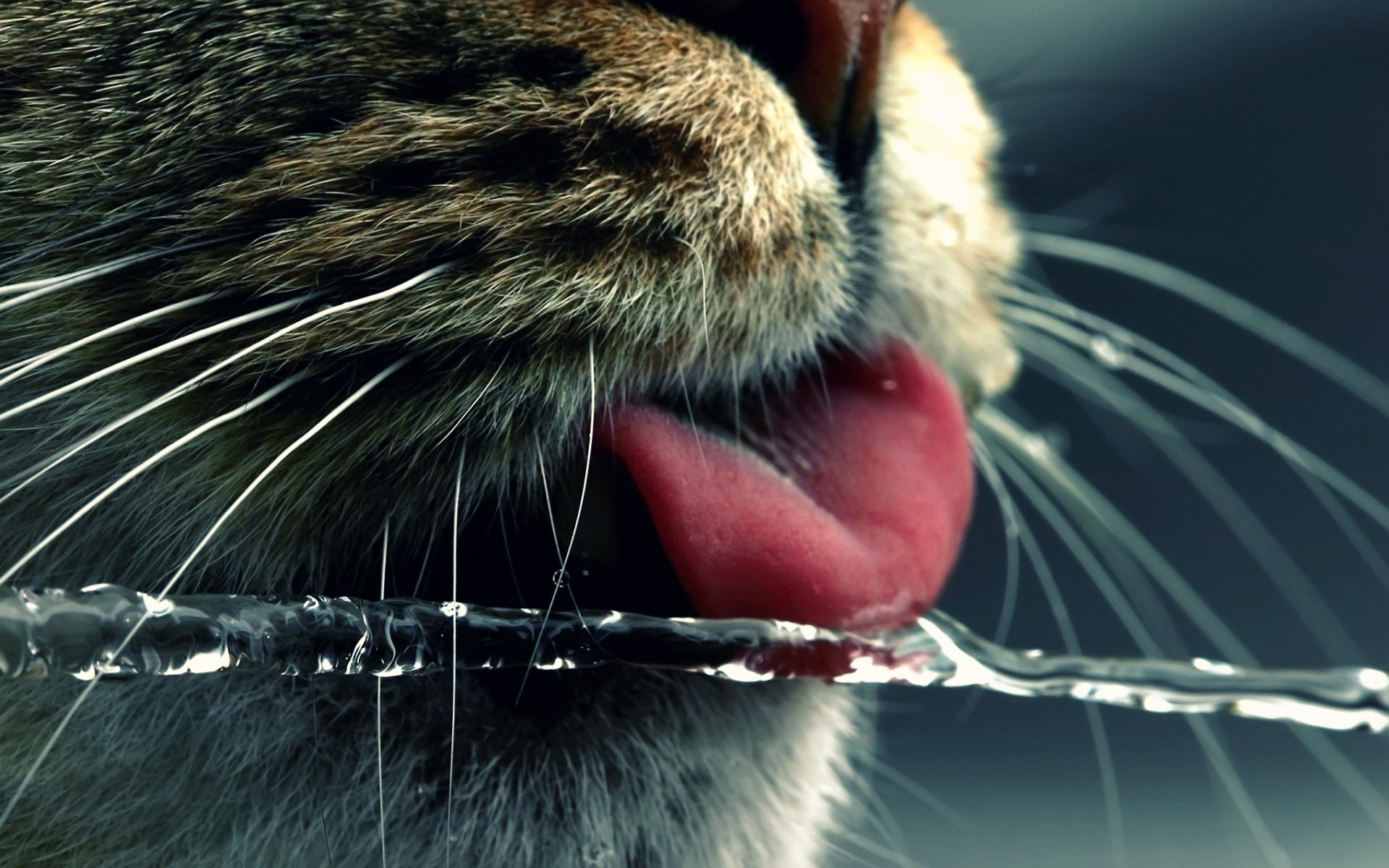 General 1920x1200 tongues animals cats water drinking problems mammals tongue out feline whiskers closeup