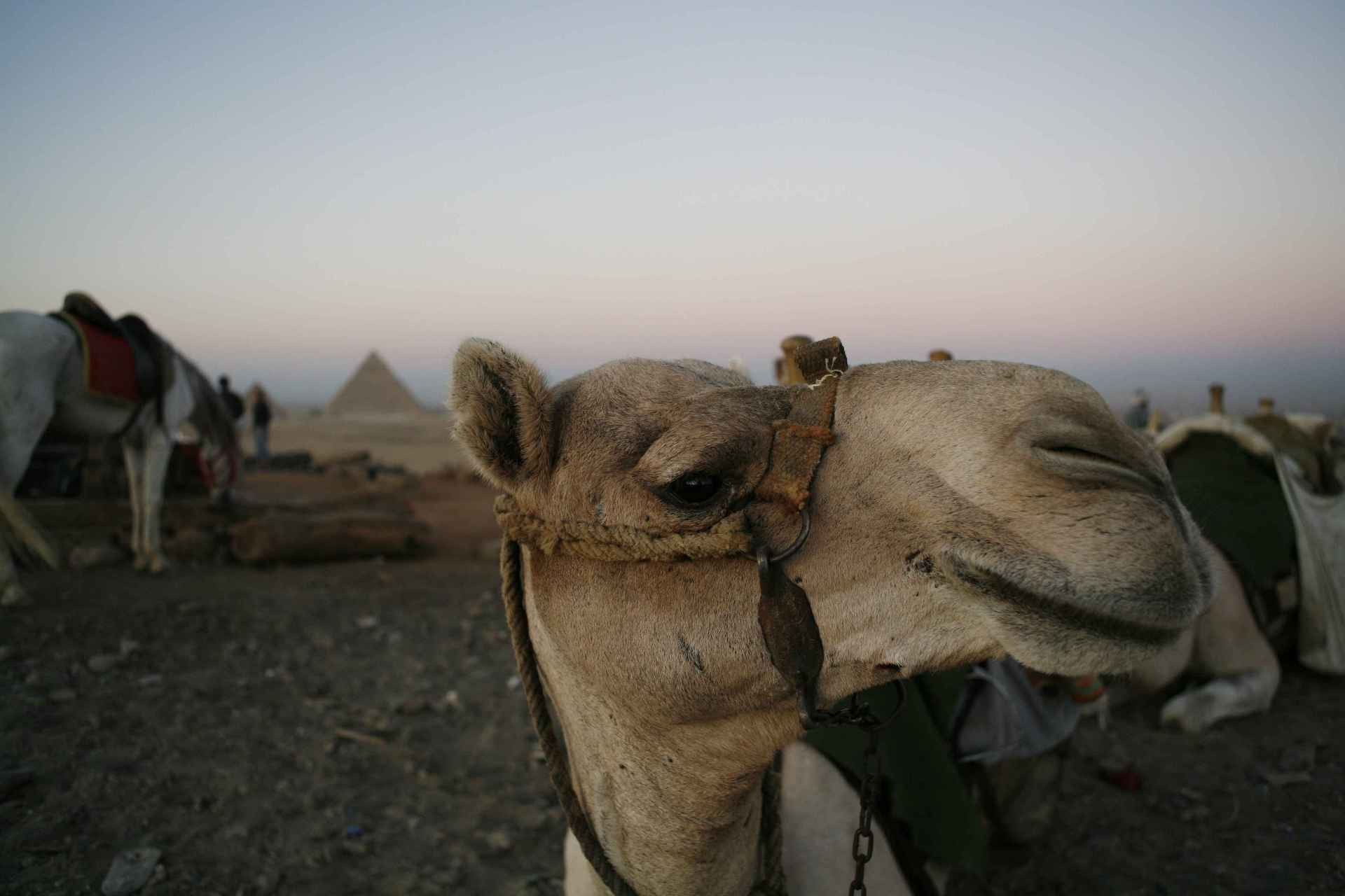 General 1920x1280 nature landscape camels animals mammals Egypt closeup