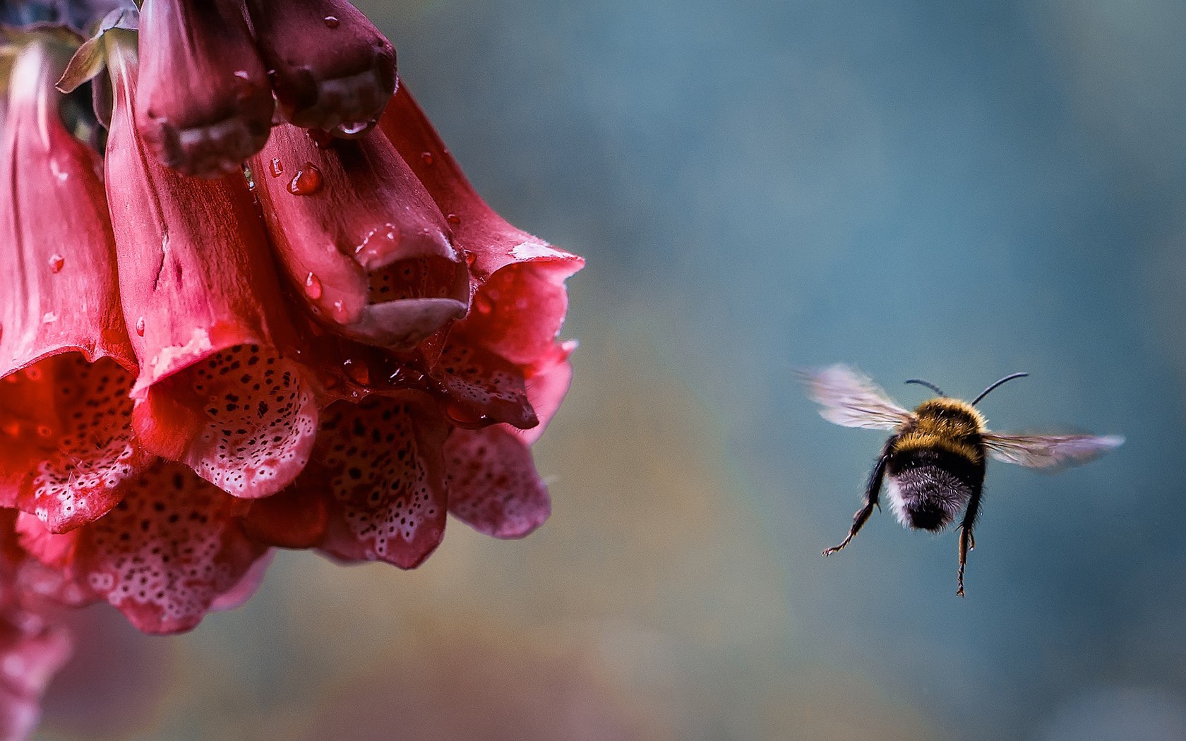 General 1680x1050 flowers bumblebees bees dew insect water drops nature animals red flowers plants